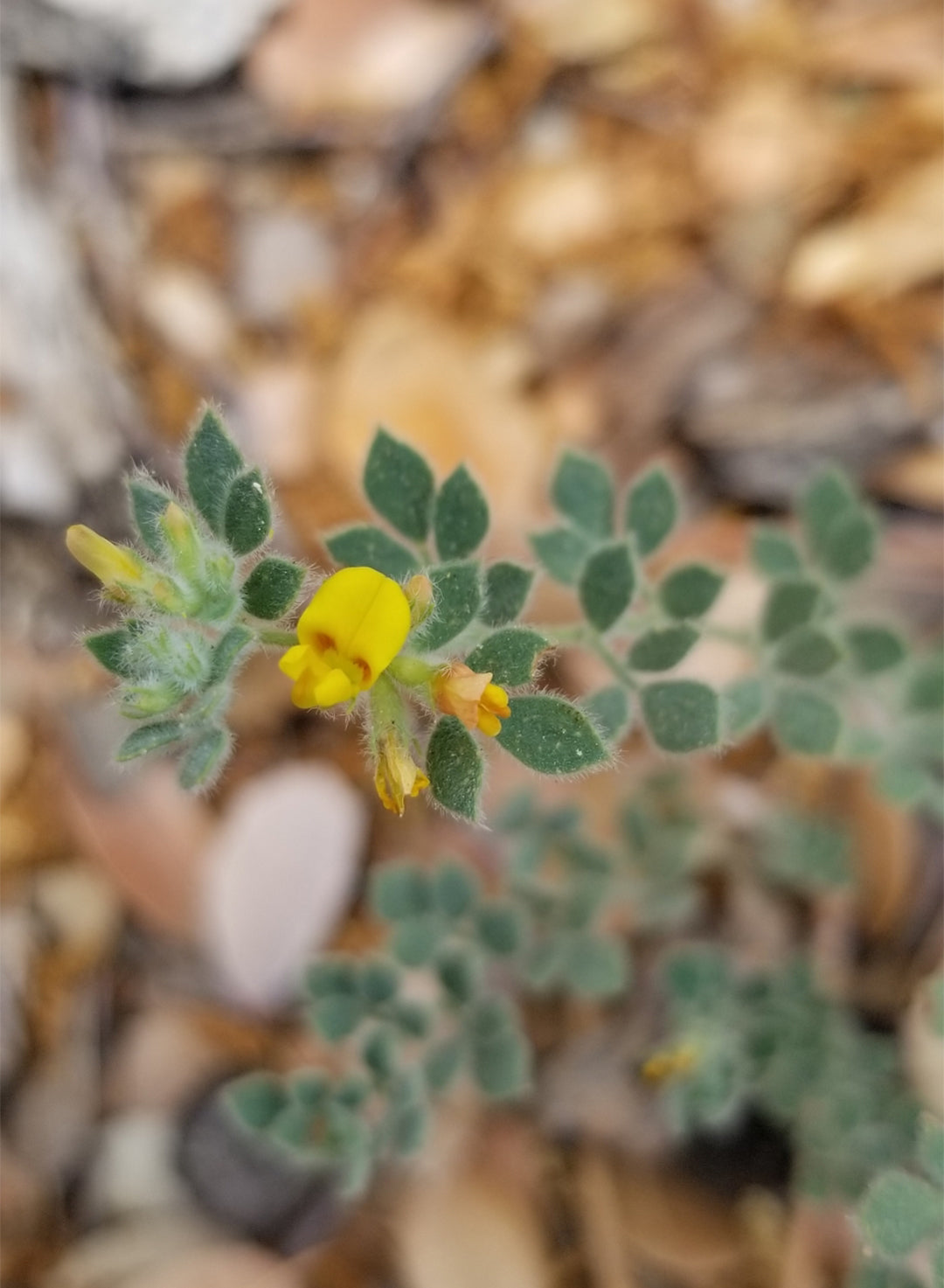 Acmispon heermannii var. heermannii - Heermann's Bird's Foot