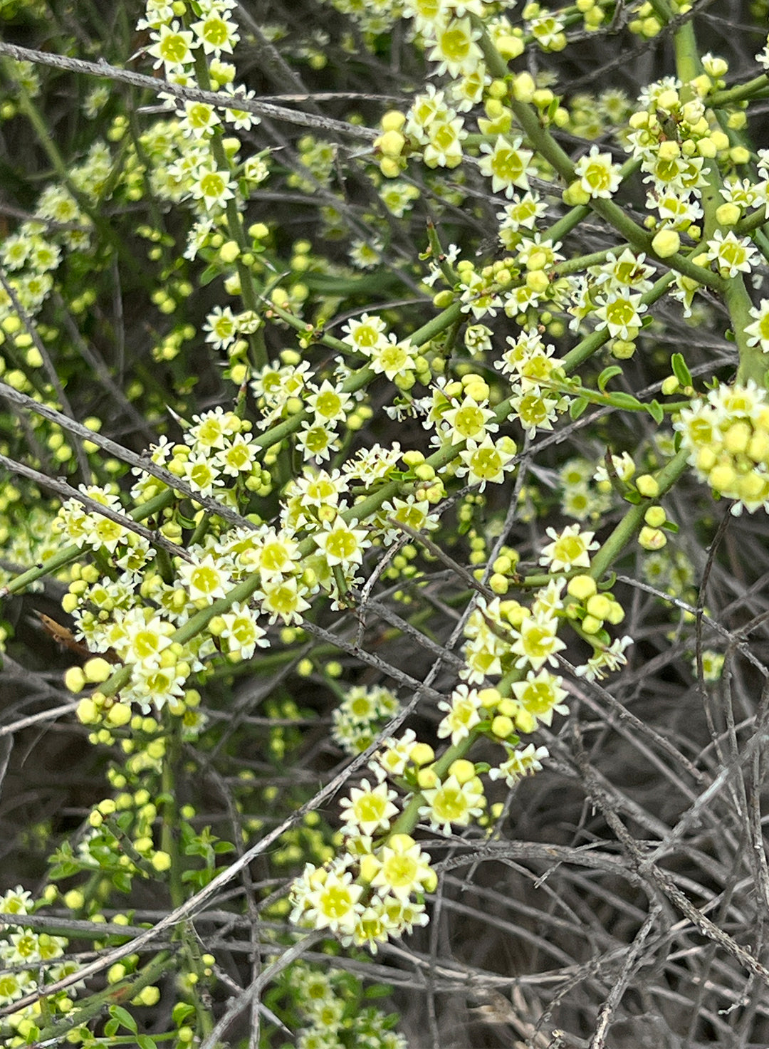 Adolphia californica - Spineshrub, California Adolphia (Plant)