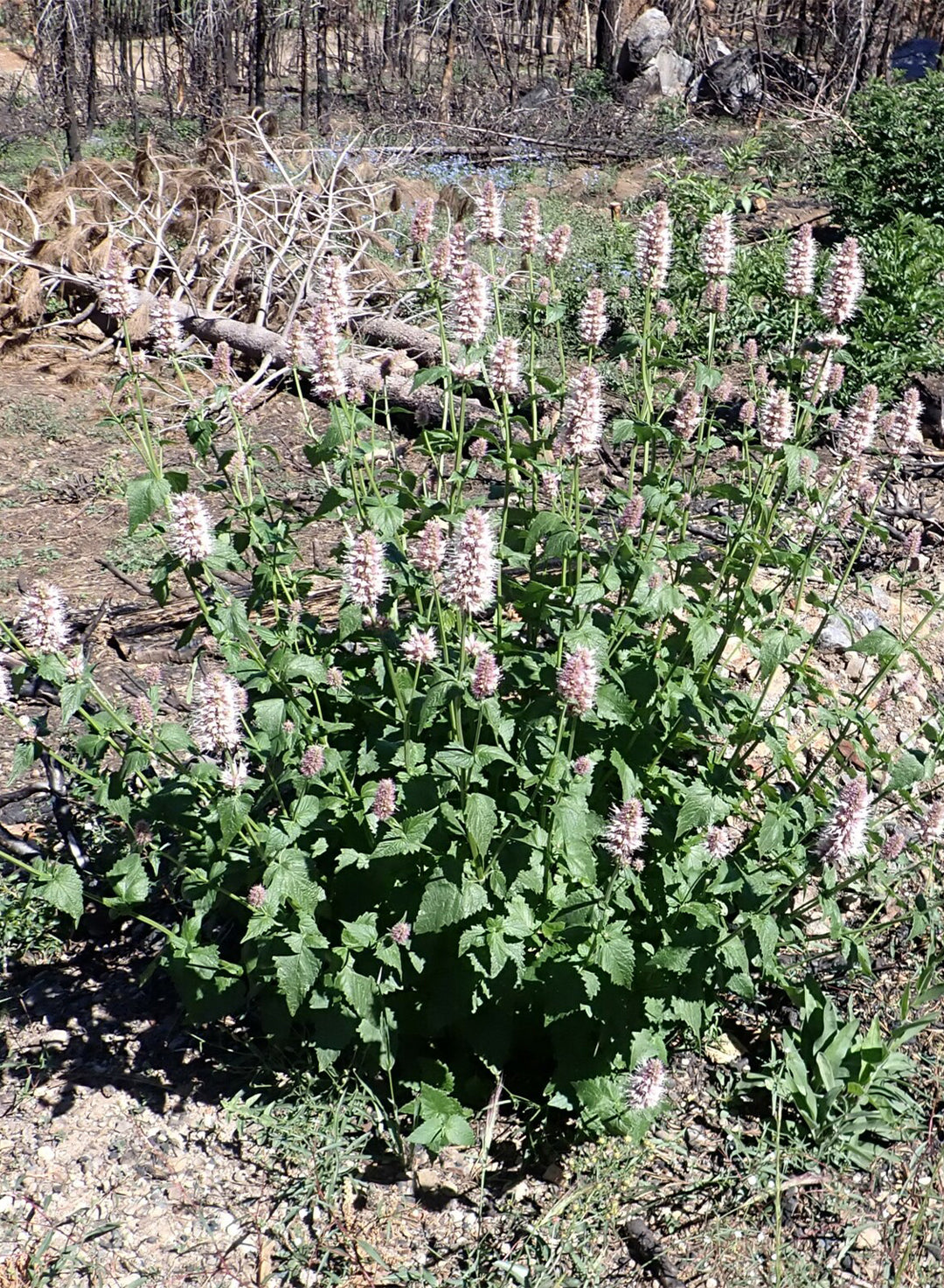 Agastache urticifolia - Horsemint (Plant)