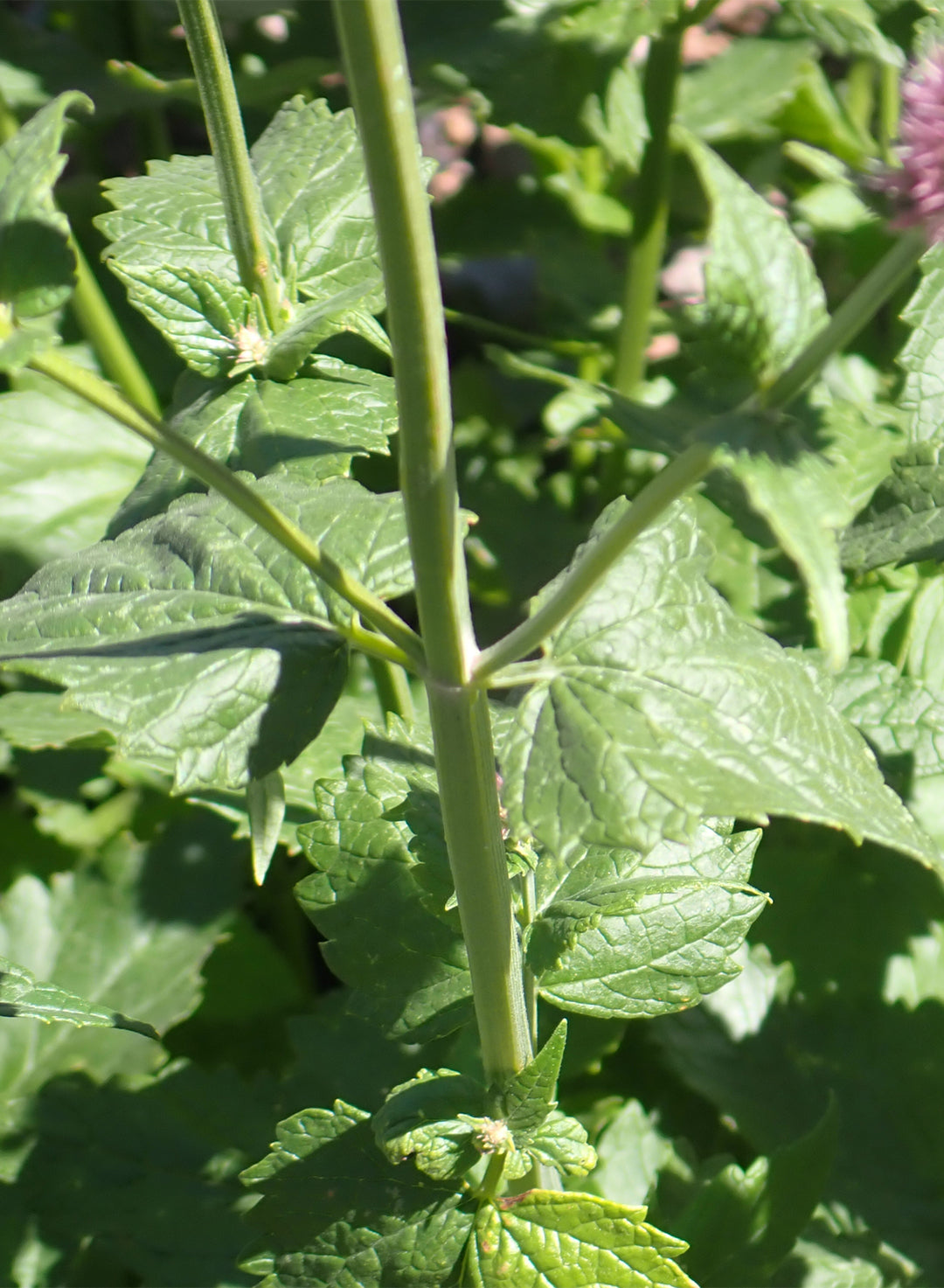 Agastache urticifolia - Horsemint (Plant)