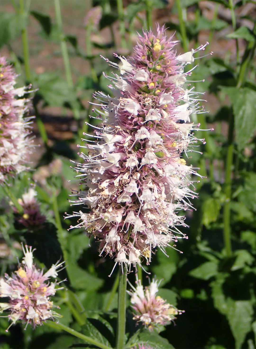 Agastache urticifolia - Horsemint (Plant)