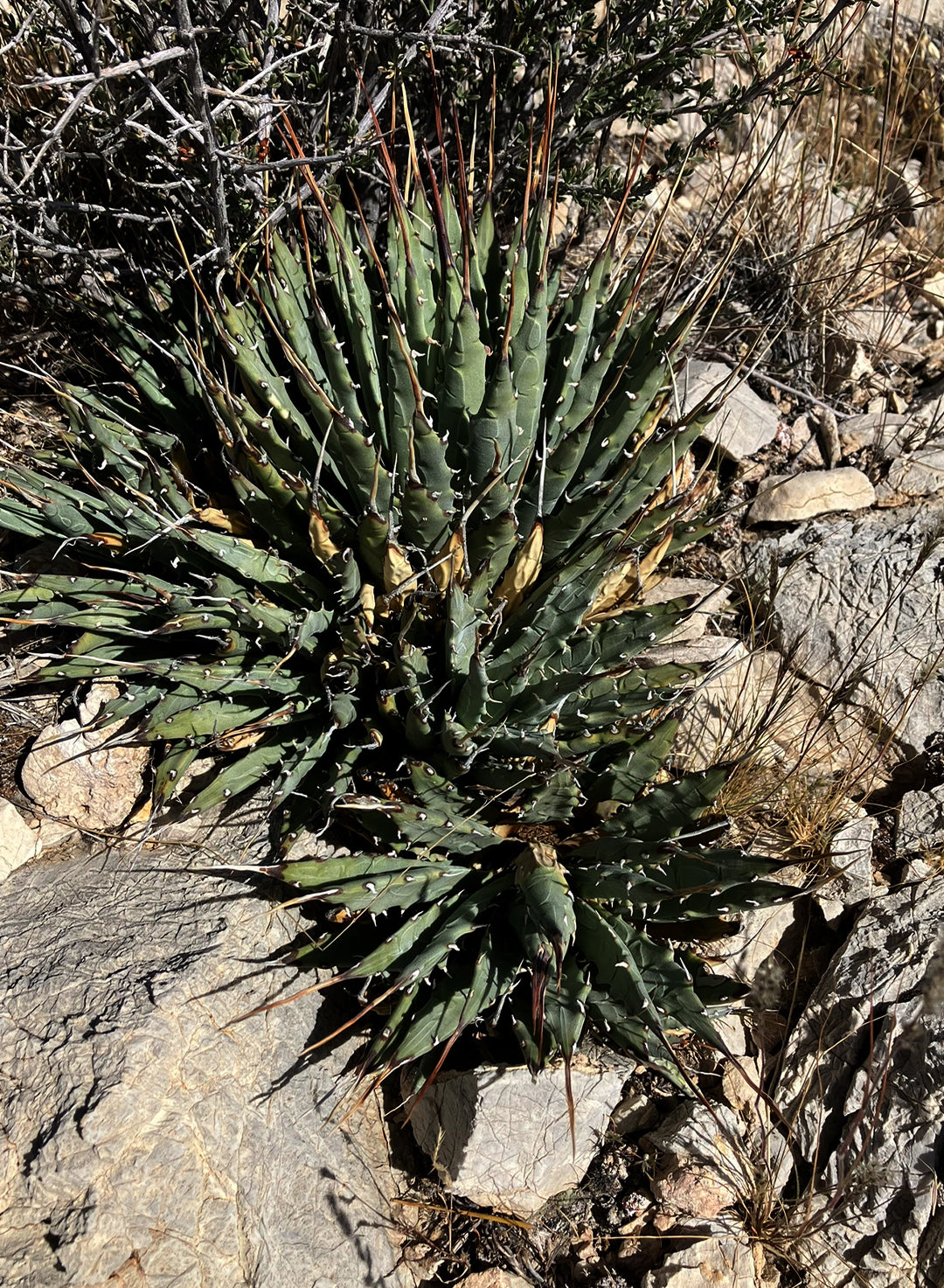Agave utahensis var. nevadensis - Clark Mountain Agave (Plant)