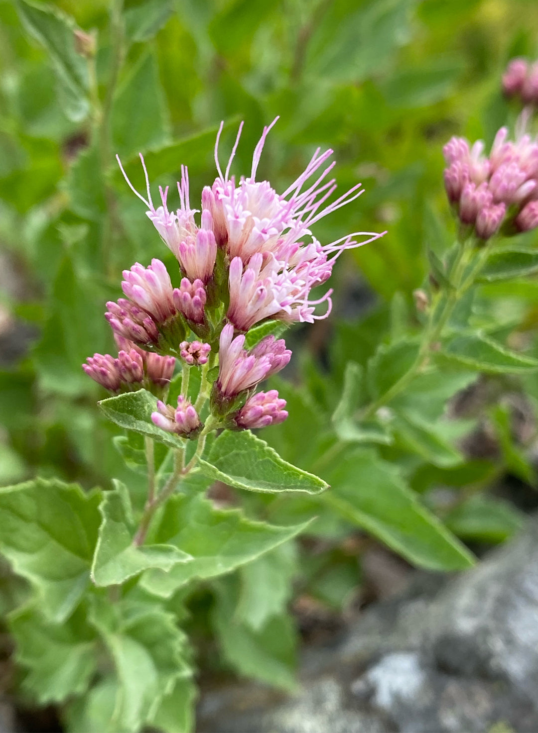 Ageratina occidentalis - Western Eupatorium or Snakeroot (Plant)