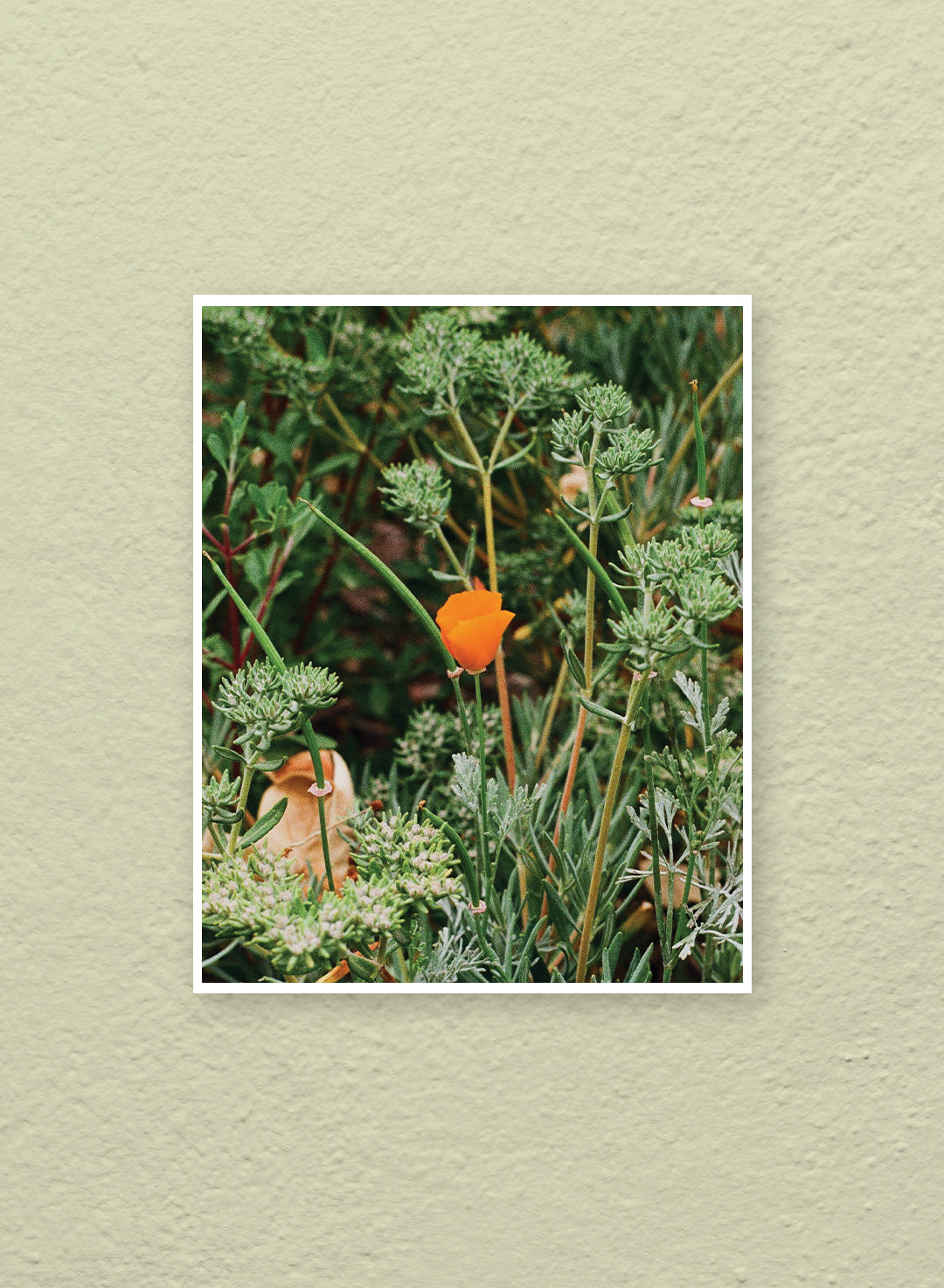 Alyssa Flores - California Poppy Print