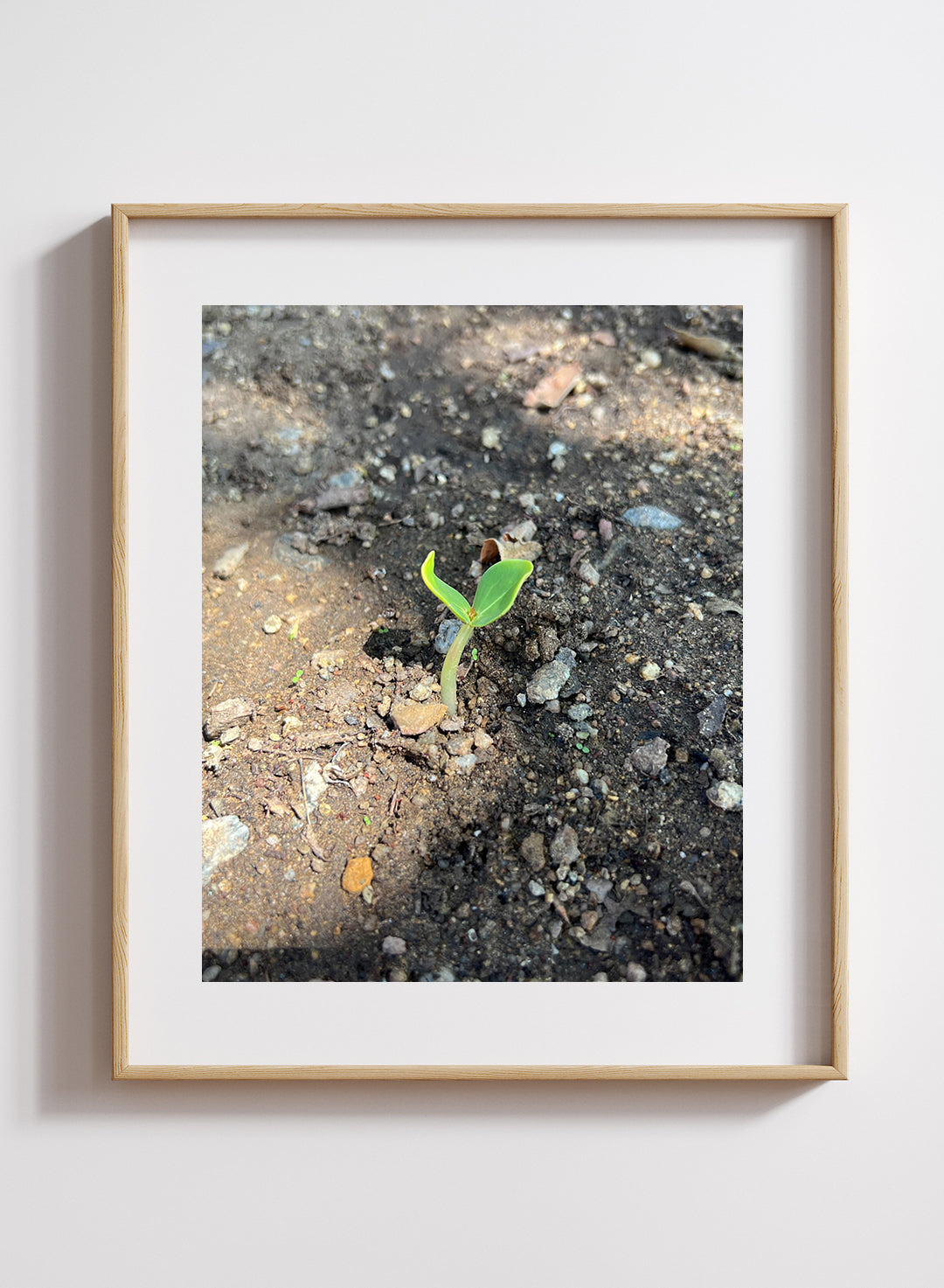 Alyssa Flores - Cotyledon Print