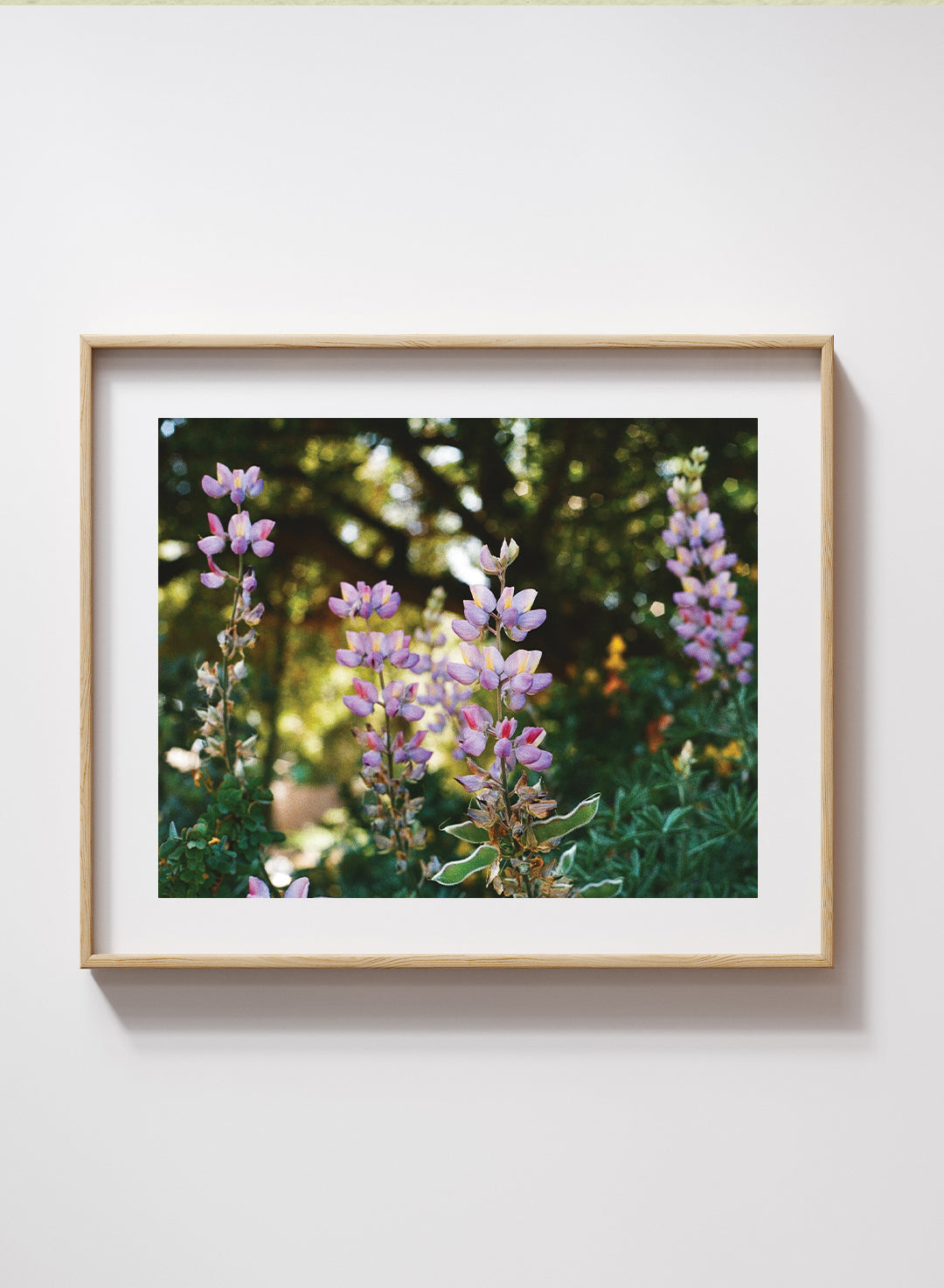 Alyssa Flores - Silver Bush Lupine Print