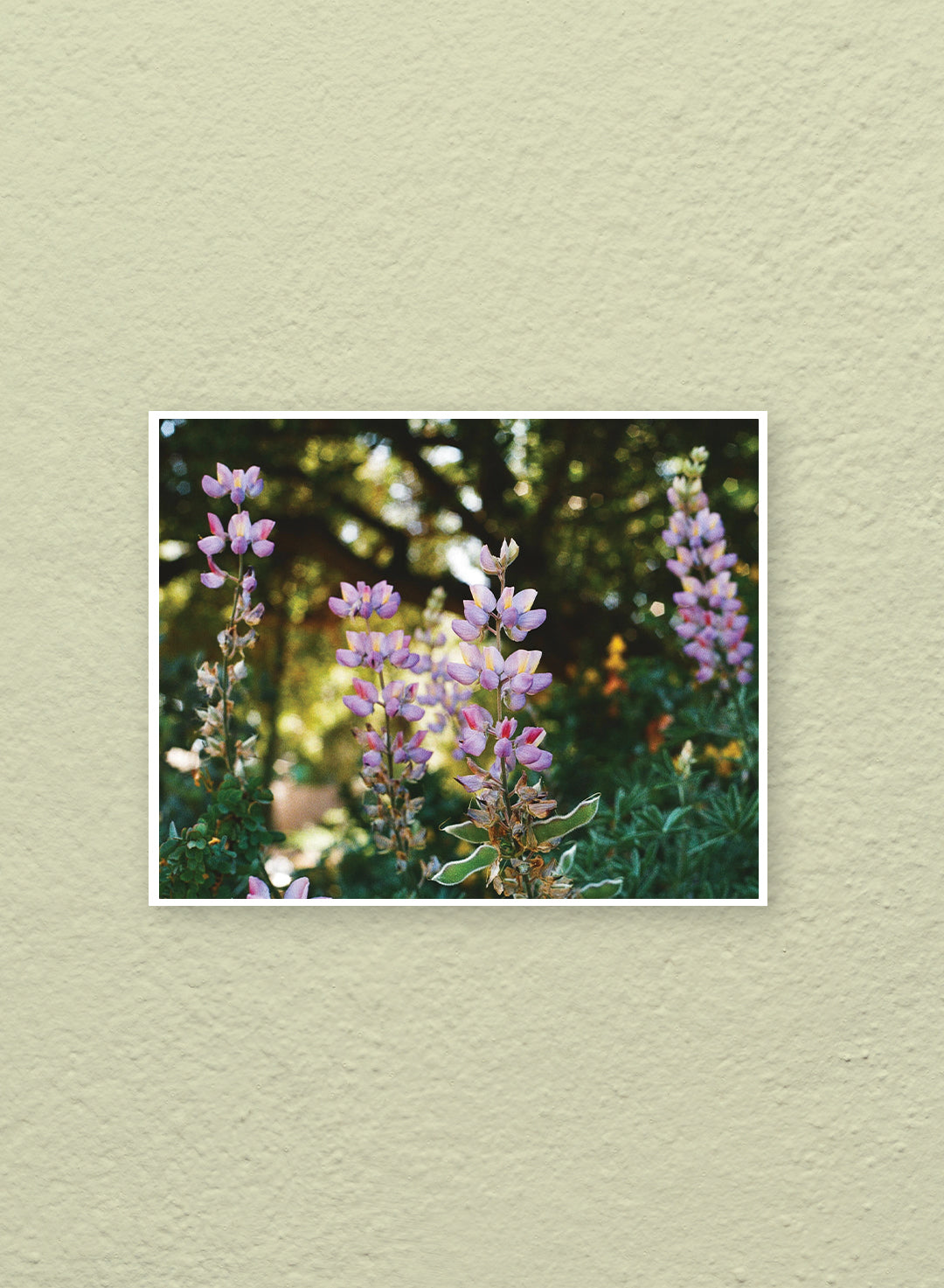 Alyssa Flores - Silver Bush Lupine Print