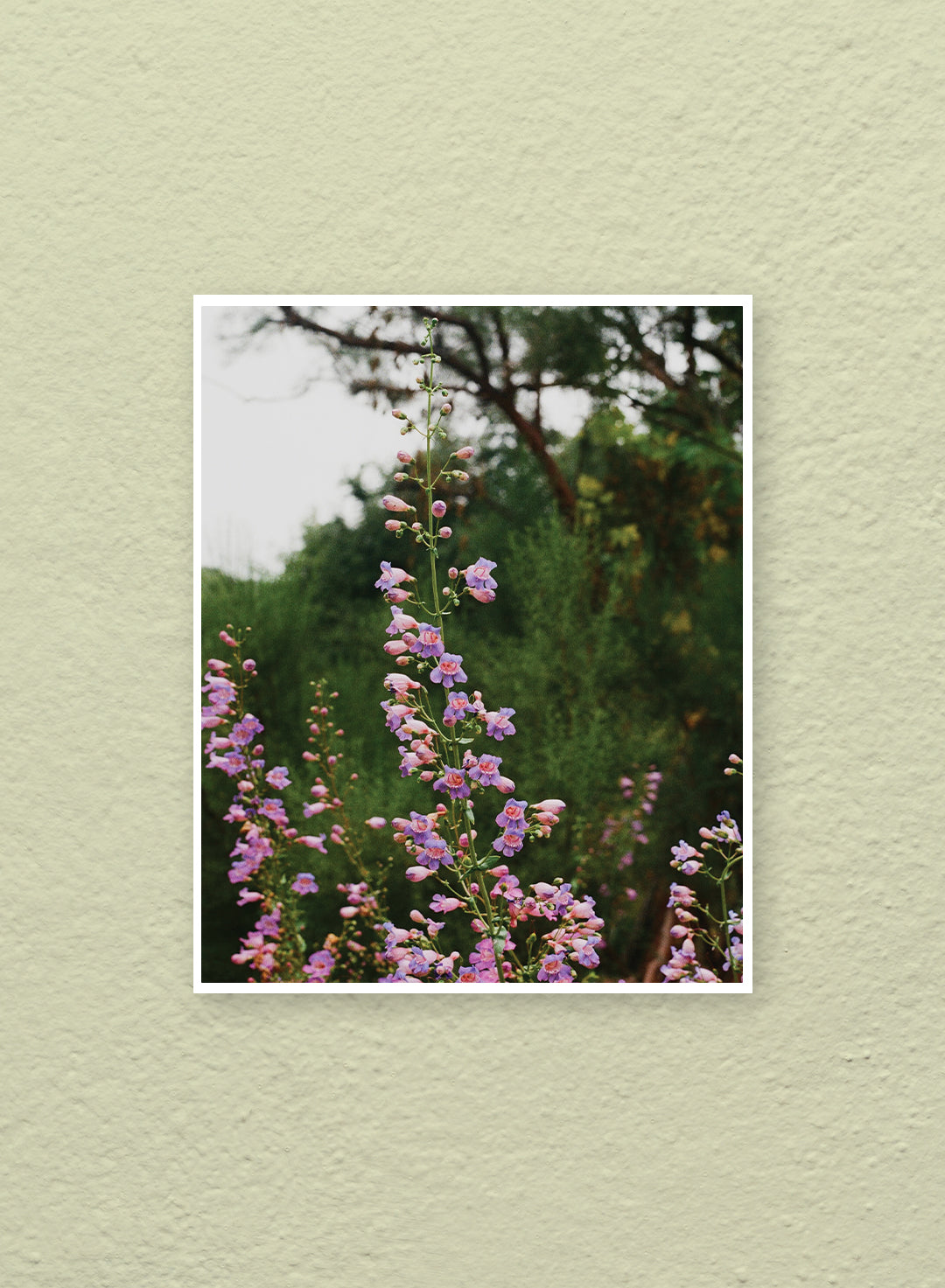 Alyssa Flores - Penstemon spectabilis Print