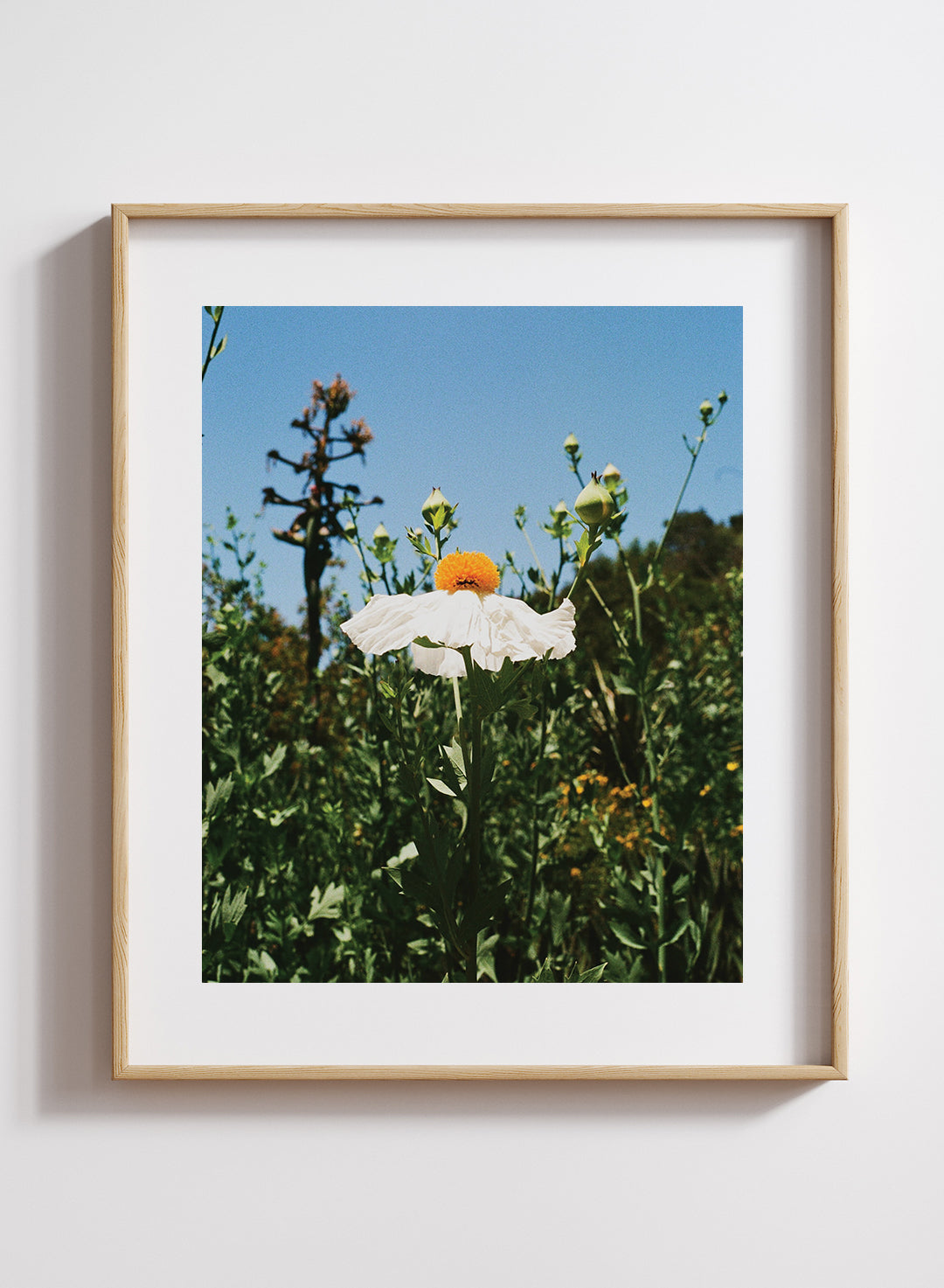 Alyssa Flores - Matilija Poppy Print