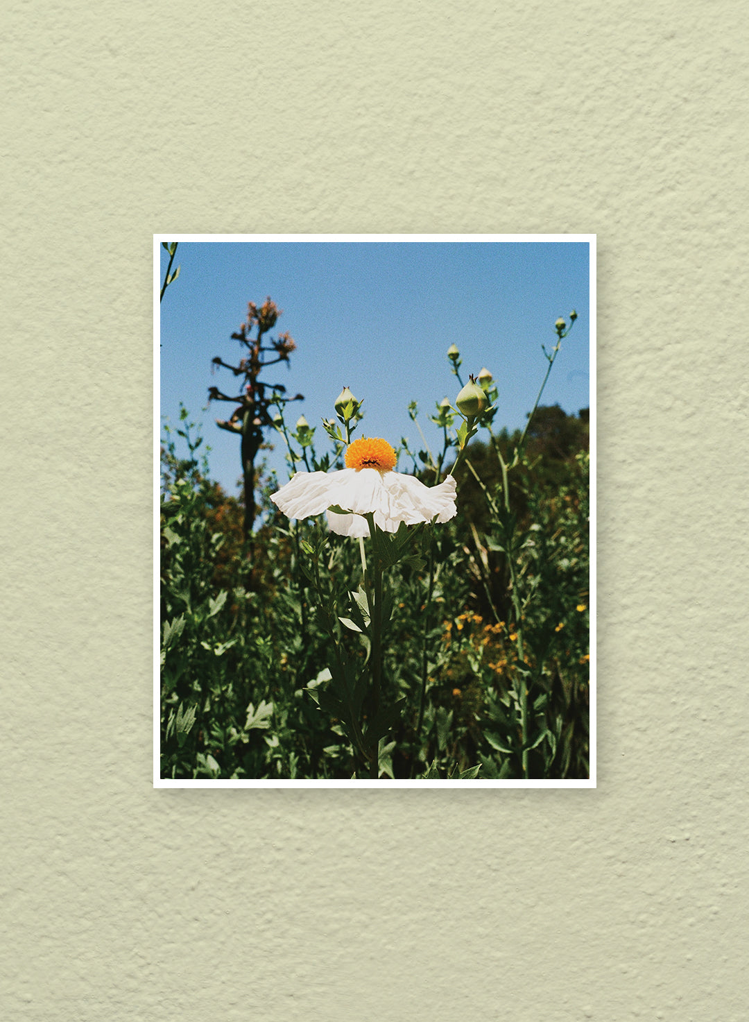 Alyssa Flores - Matilija Poppy Print