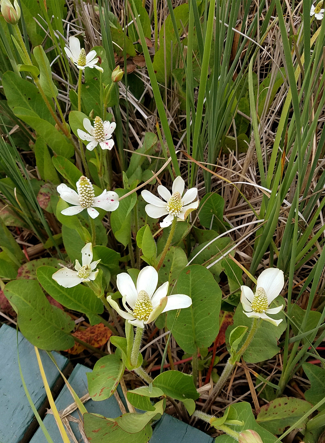 Anemopsis californica - Yerba Mansa (Plant)