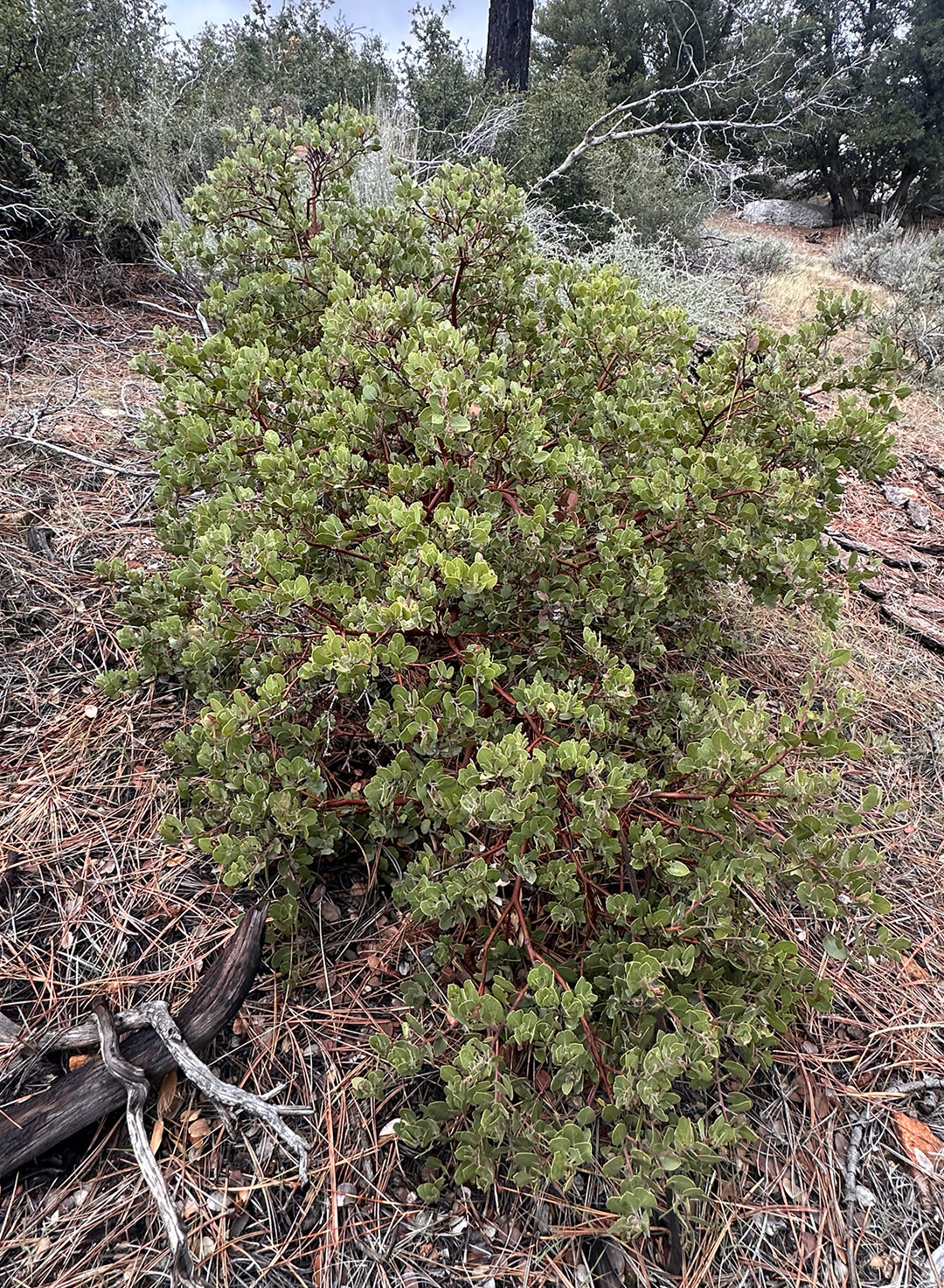 Arctostaphylos glandulosa - Eastwood's Manzanita (Plant)