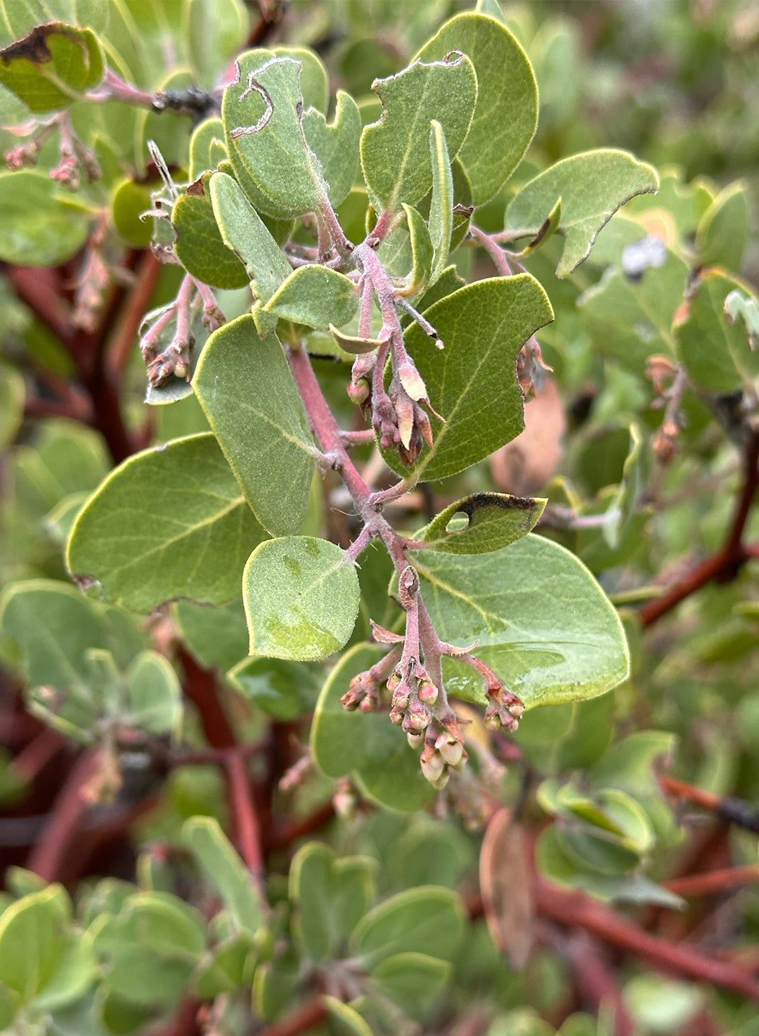 Arctostaphylos glandulosa - Eastwood's Manzanita (Plant)