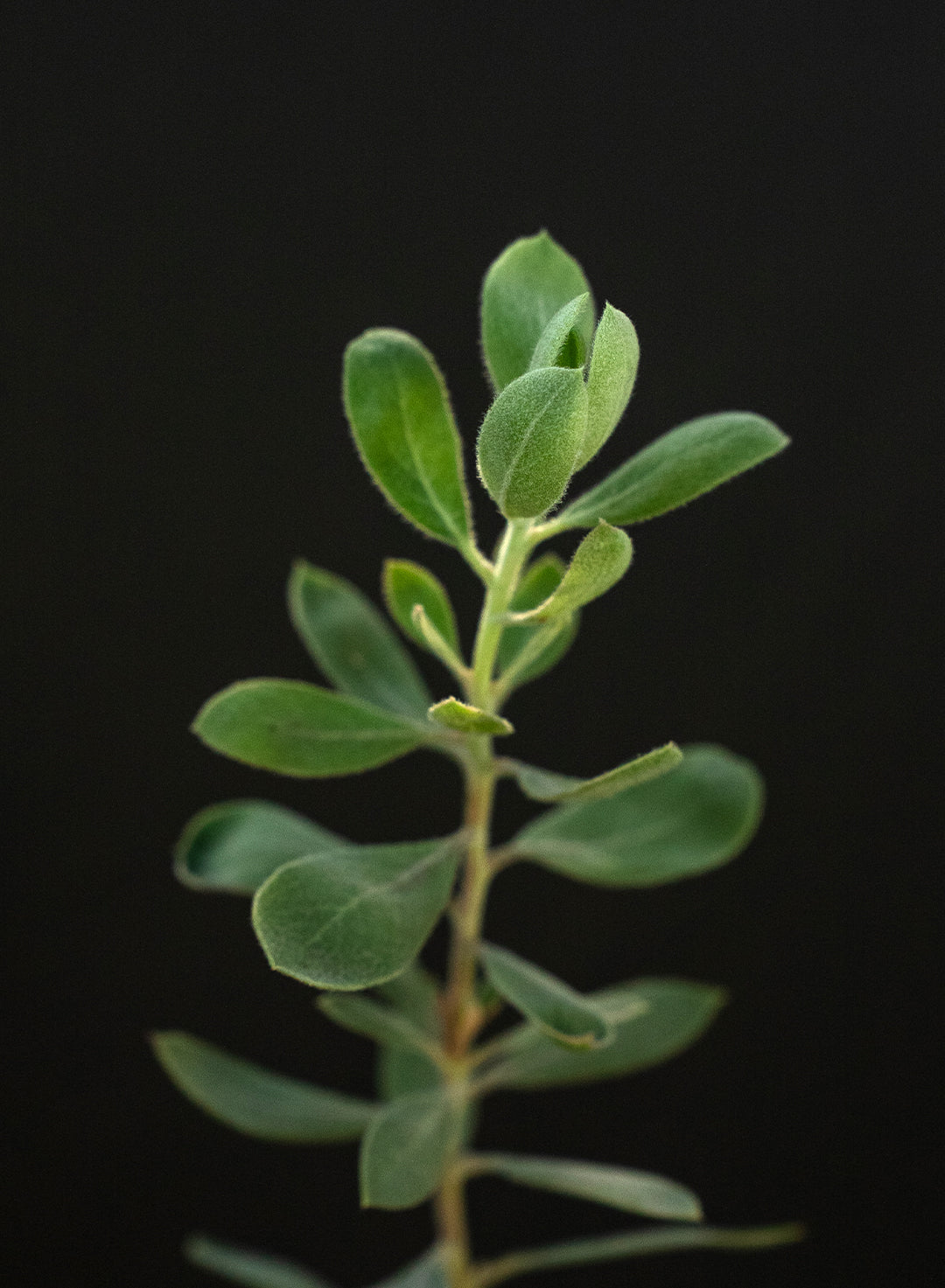 Arctostaphylos silvicola 'Ghostly' - Ghostly Manzanita (Plant)