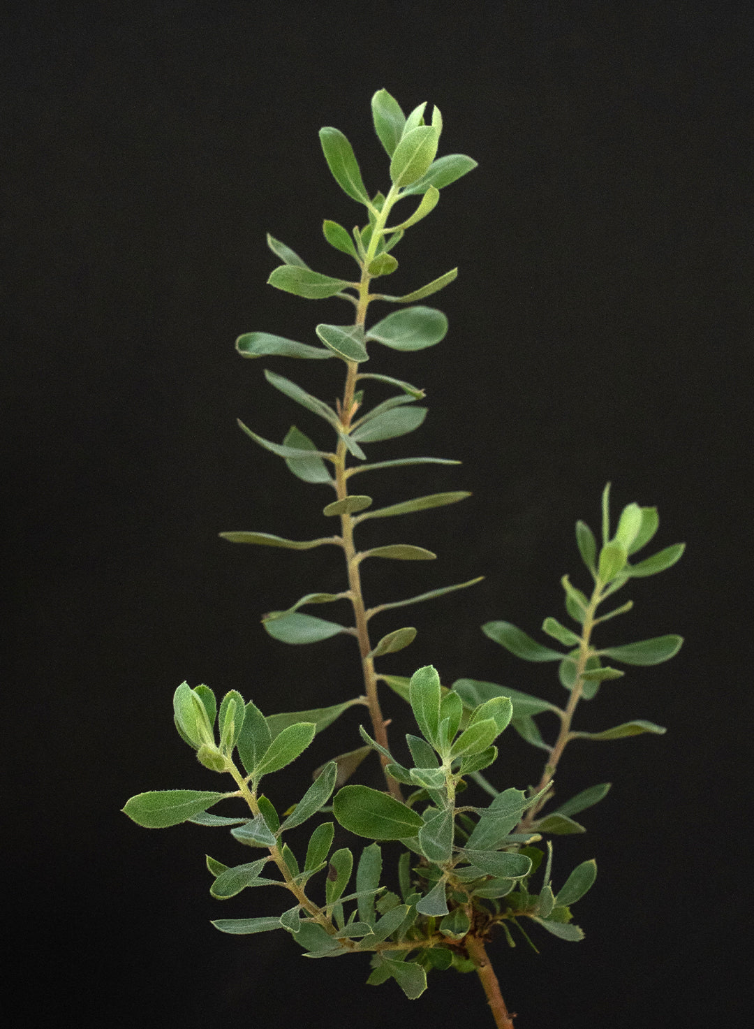 Arctostaphylos silvicola 'Ghostly' - Ghostly Manzanita (Plant)