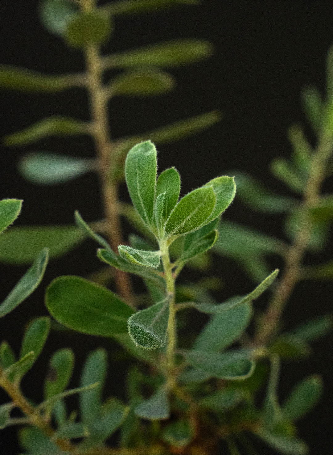Arctostaphylos silvicola 'Ghostly' - Ghostly Manzanita (Plant)