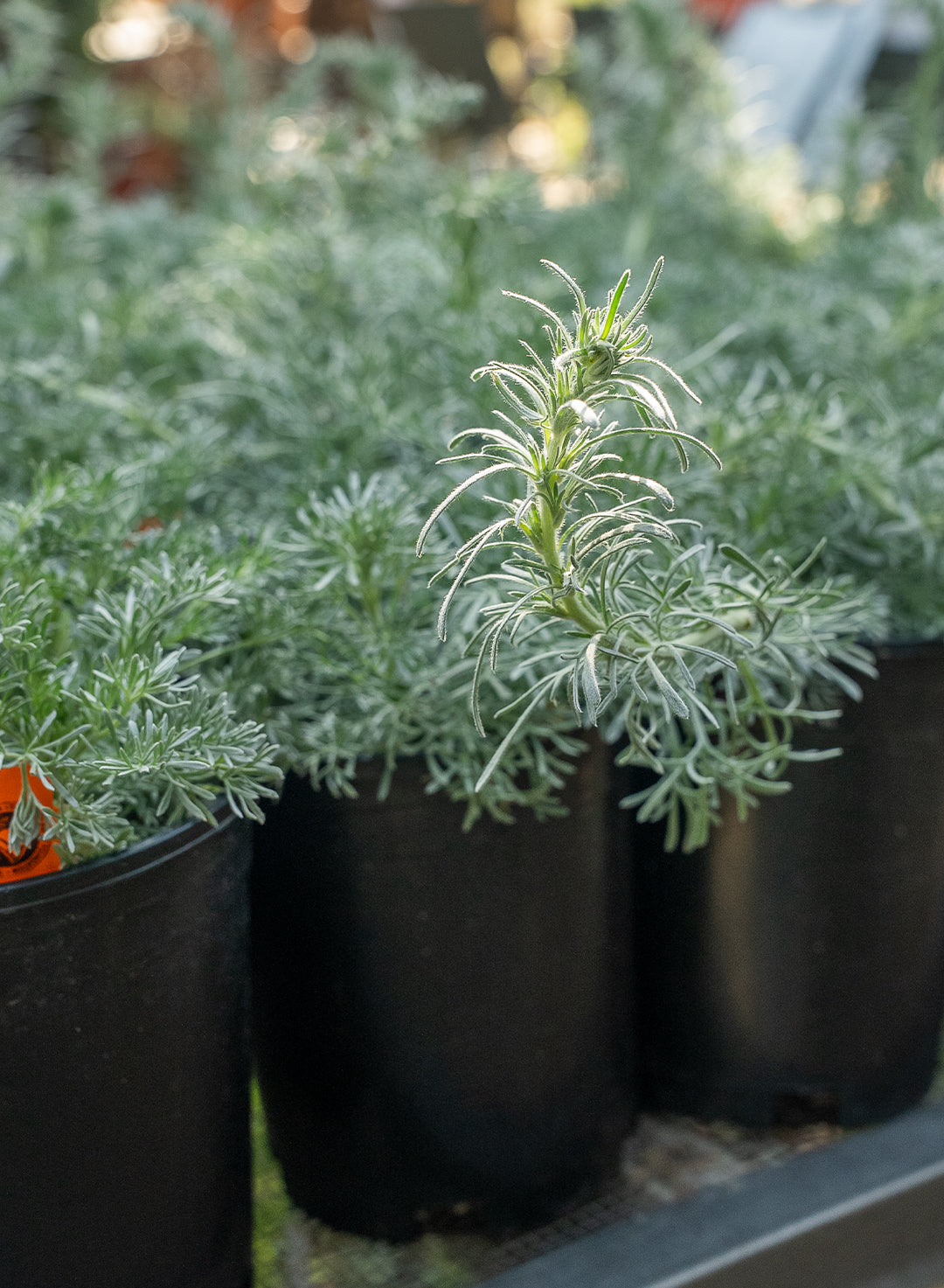 Artemisia pycnocephala 'David's Choice' - David's Choice Sagebrush (Plant)