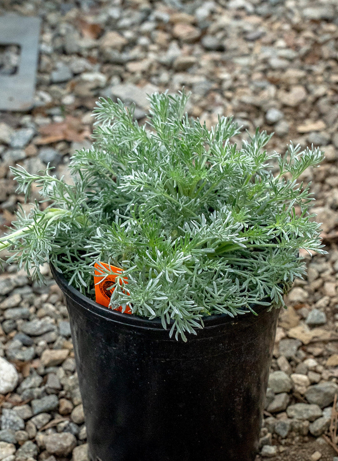 Artemisia pycnocephala 'David's Choice' - David's Choice Sagebrush (Plant)