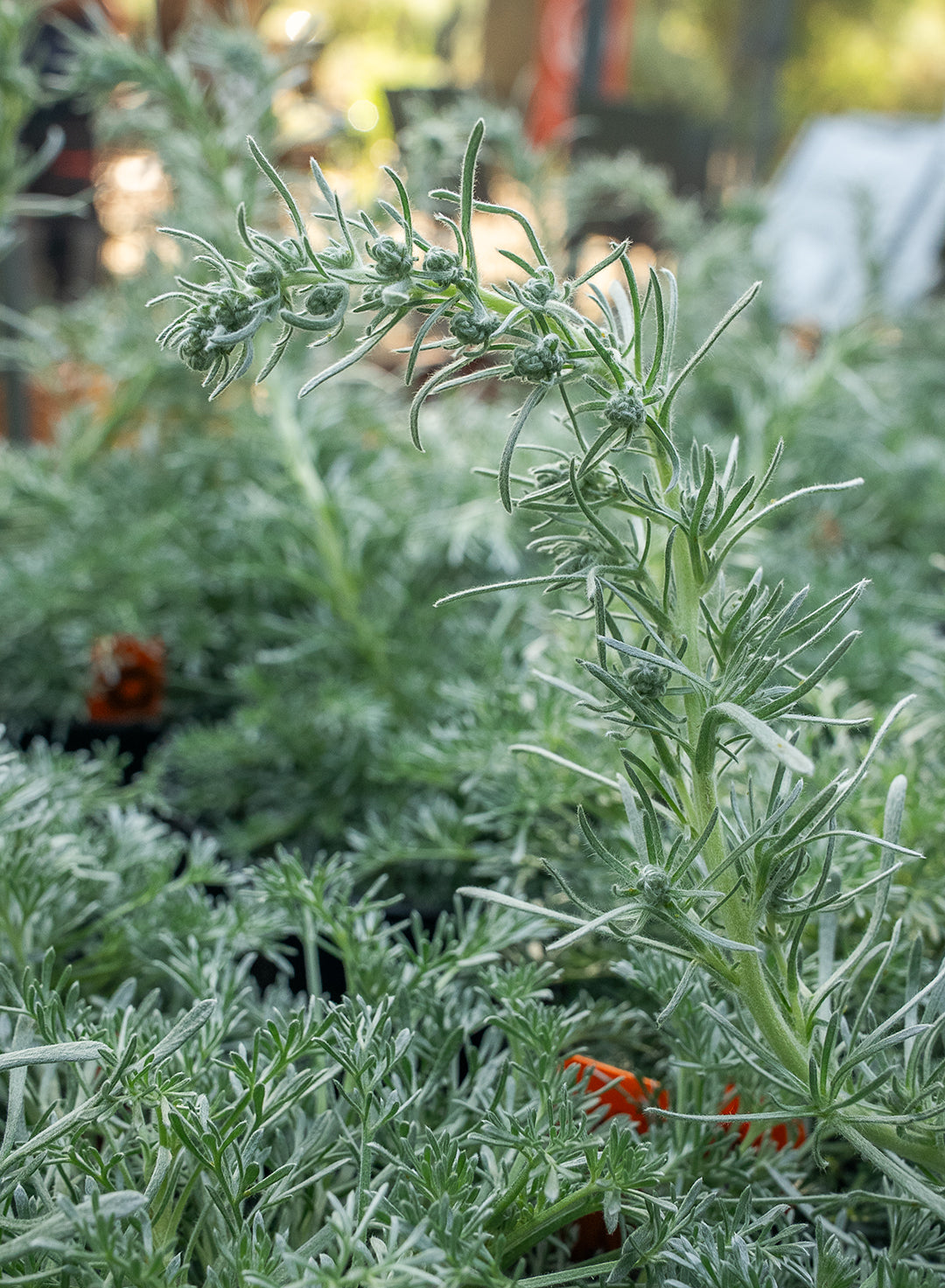 Artemisia pycnocephala 'David's Choice' - David's Choice Sagebrush (Plant)