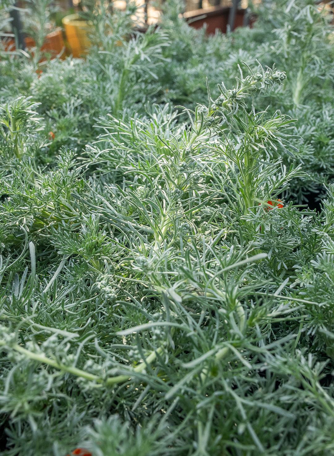 Artemisia pycnocephala 'David's Choice' - David's Choice Sagebrush (Plant)