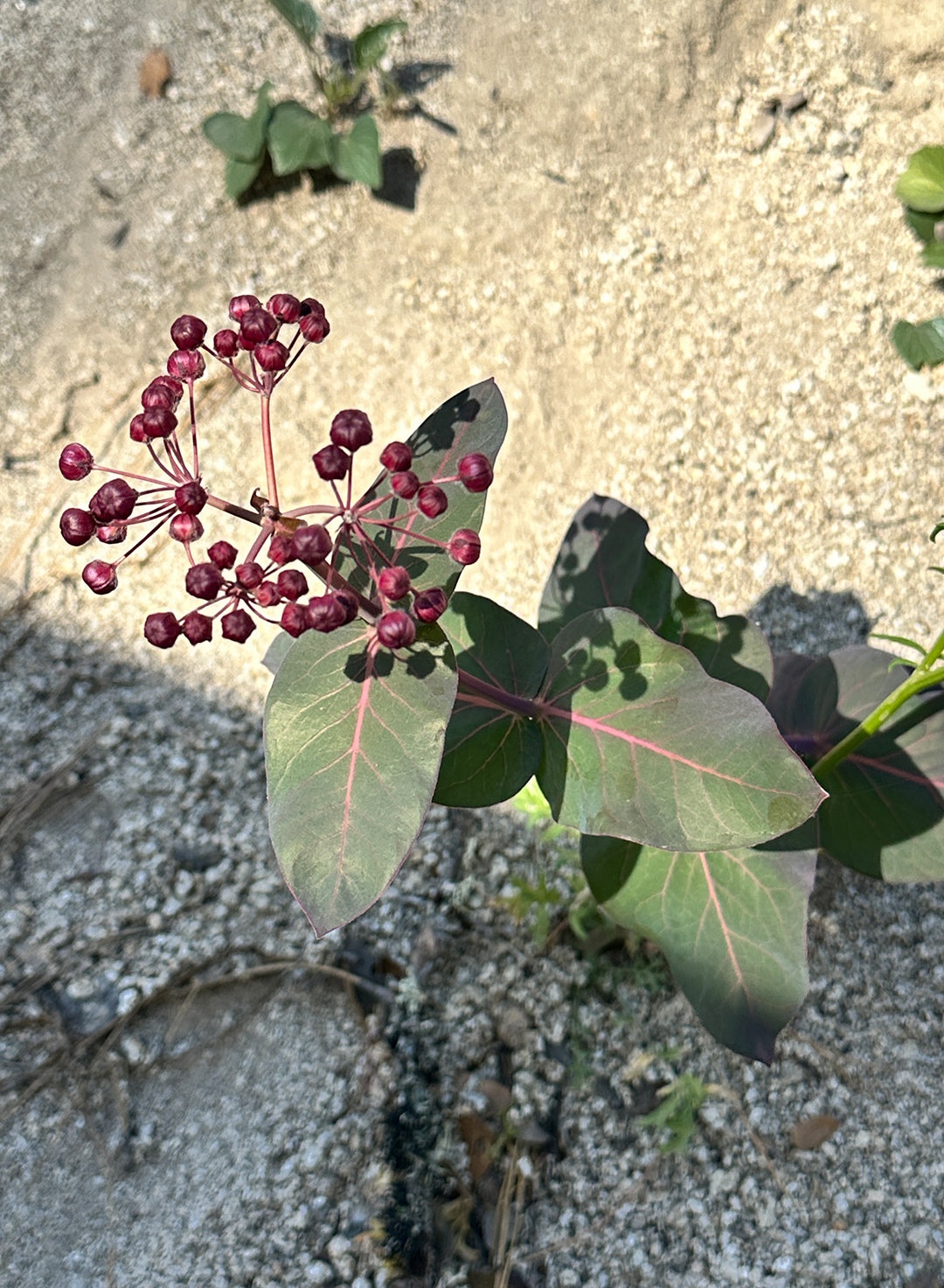 Asclepias_cordifolia-1.jpg