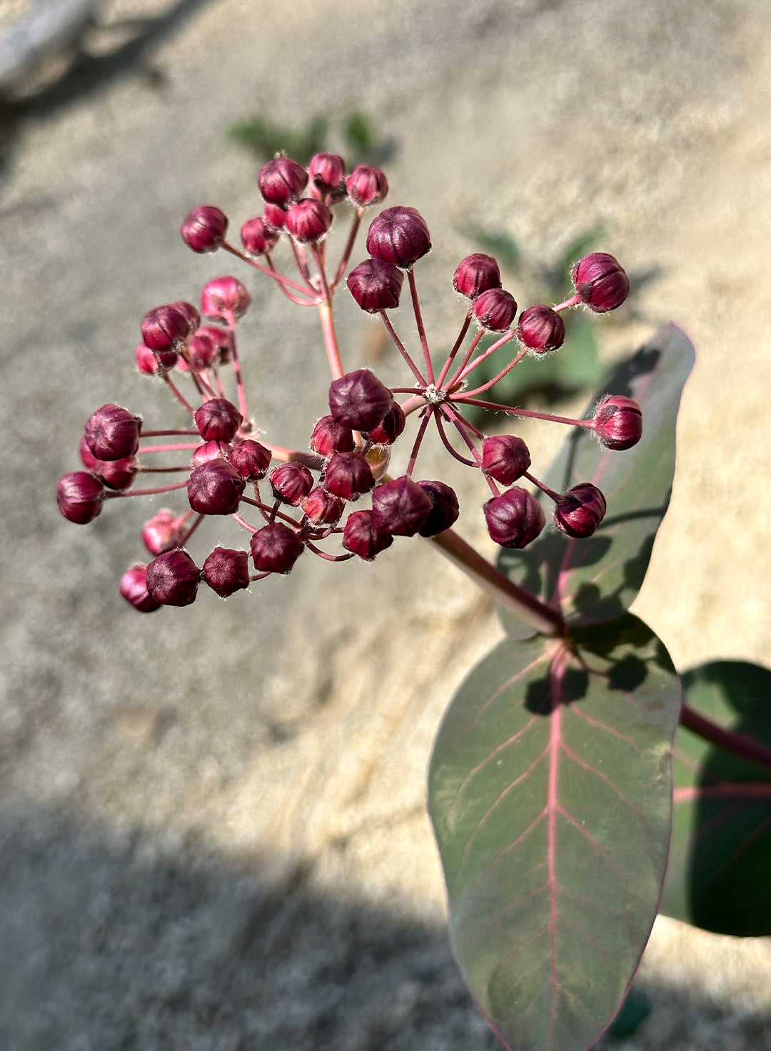 Asclepias_cordifolia-2.jpg