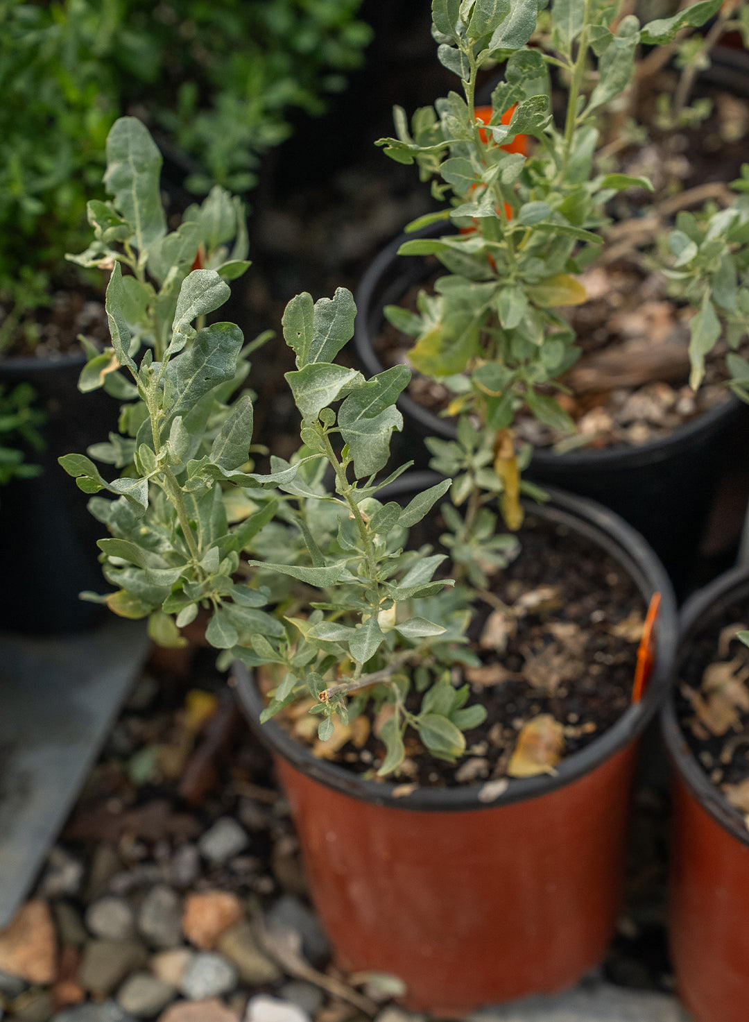 Atriplex lentiformis - Quail Bush, Big Saltbush (Plant)