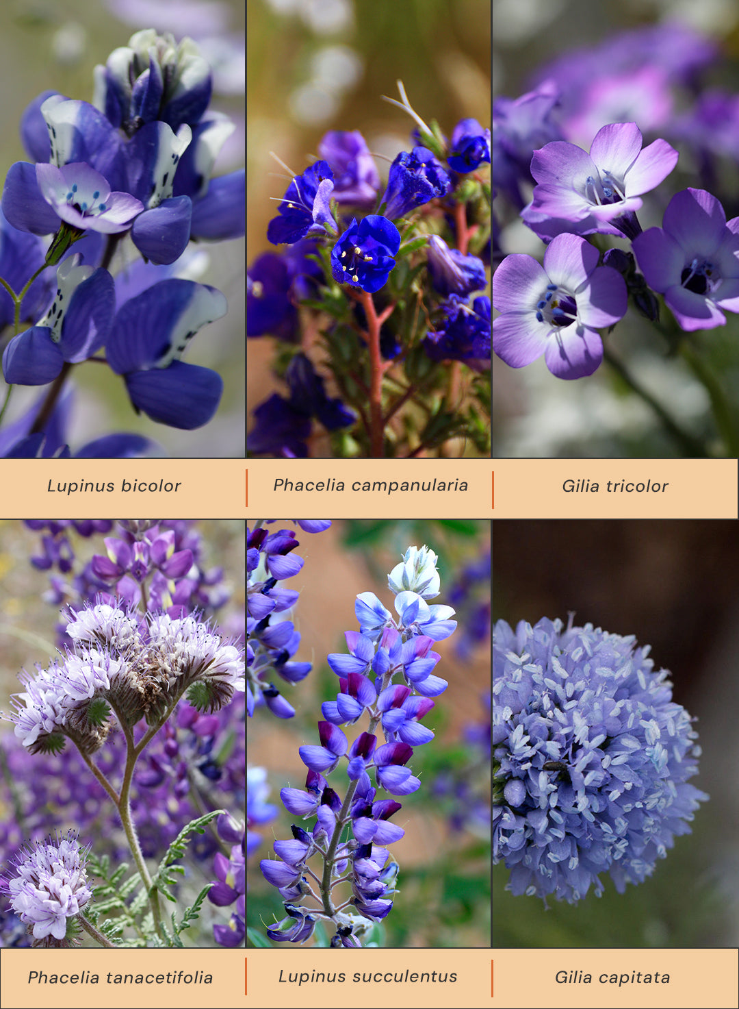 blue lavender seeds Payne's #4: Blue & Lavender Mix