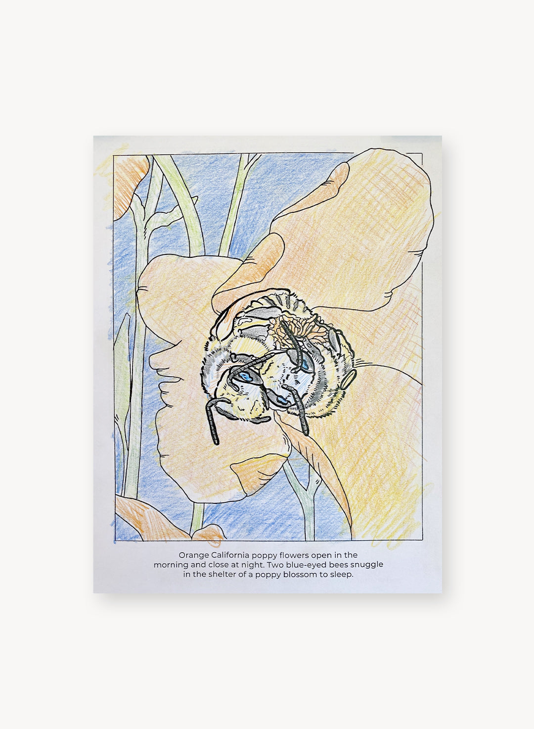 California Native Plants Coloring Book