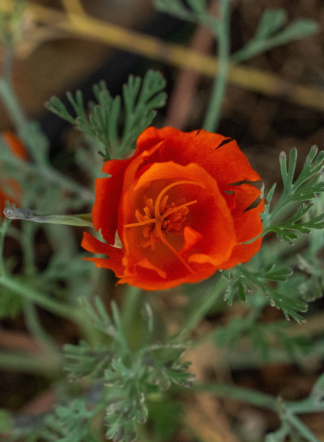 Eschscholzia californica 'Mahogany Red' - Mahogany Red California Poppy (Plant)