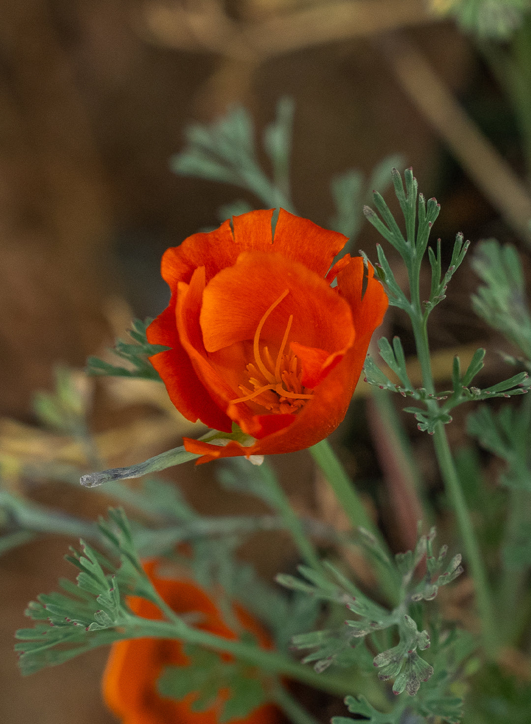 Eschscholzia californica 'Mahogany Red' - Mahogany Red California Poppy (Plant)