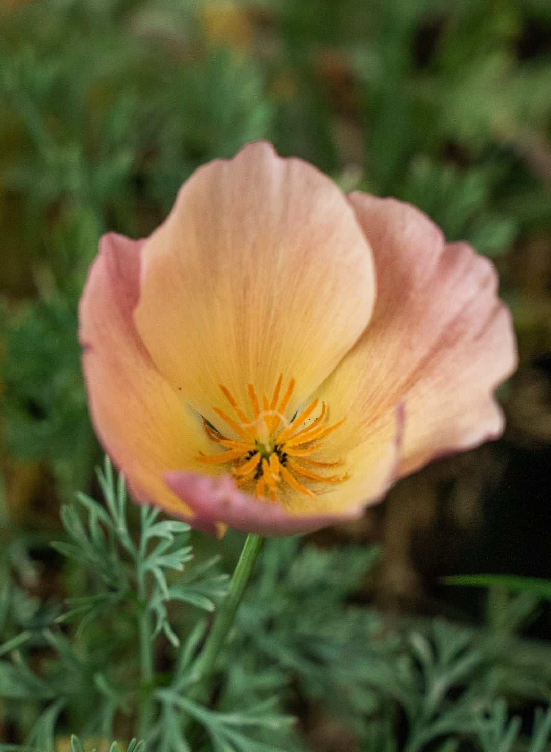 Eschscholzia californica 'Purple Gleam' - Purple Gleam California Poppy (Plant)