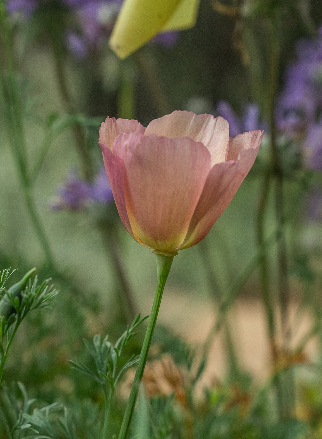 Eschscholzia californica 'Purple Gleam' - Purple Gleam California Poppy (Plant)