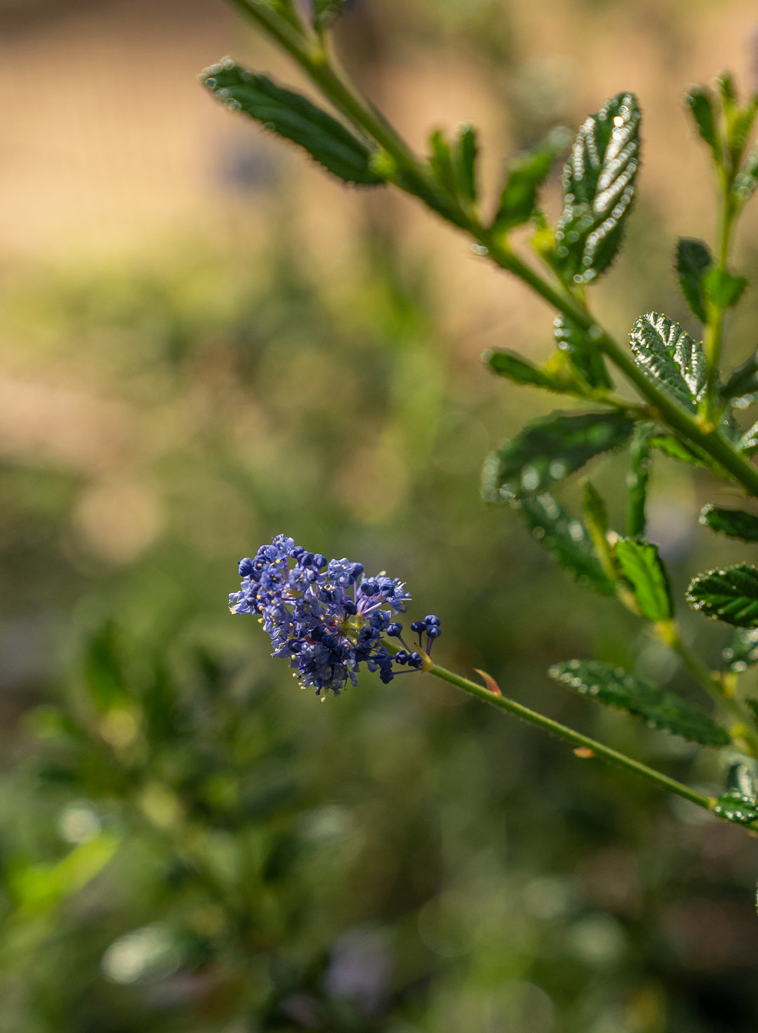 Ceanothus 'Concha' - Concha Ceanothus (Plant)