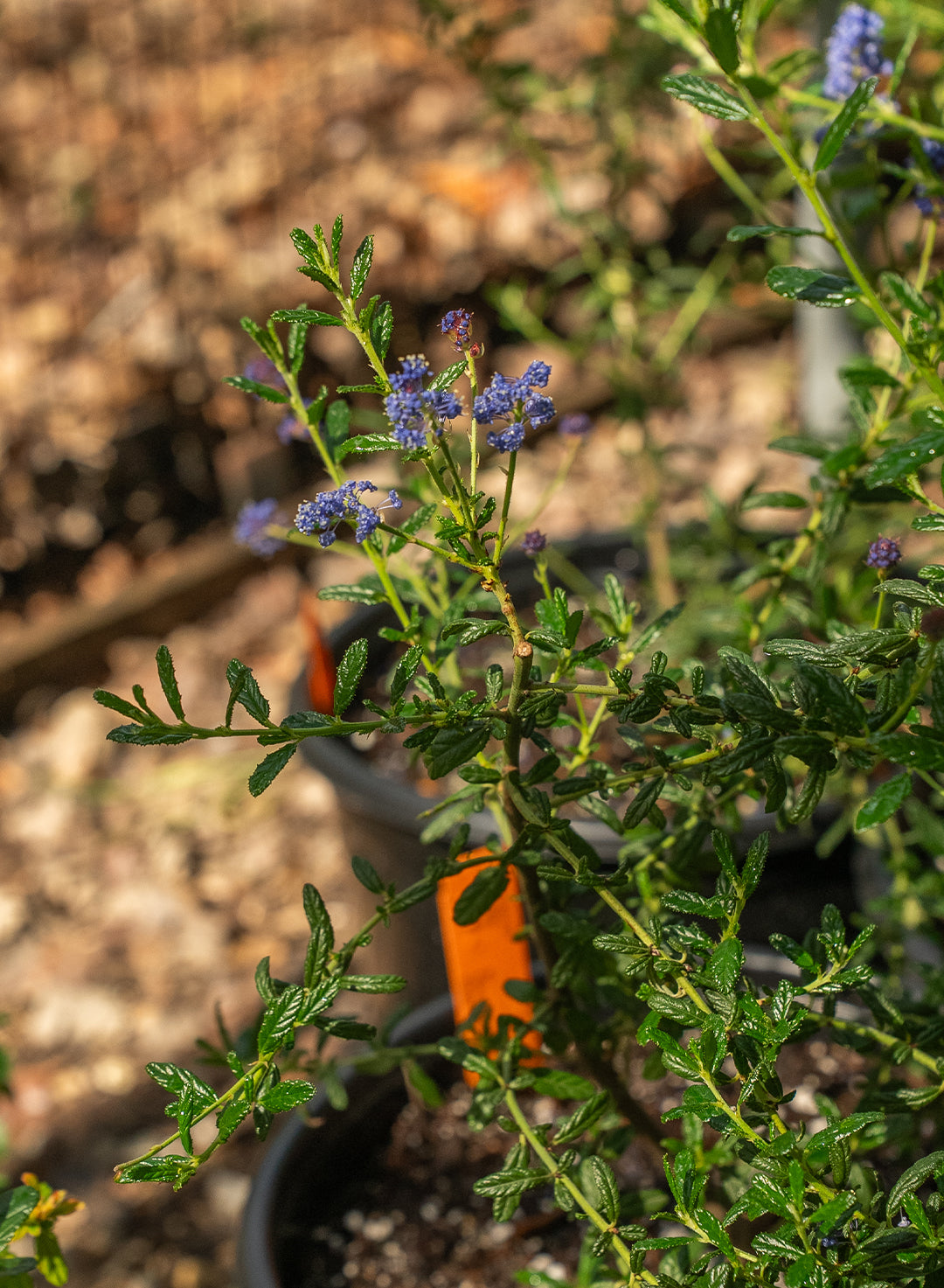 Ceanothus 'Concha' - Concha Ceanothus (Plant)