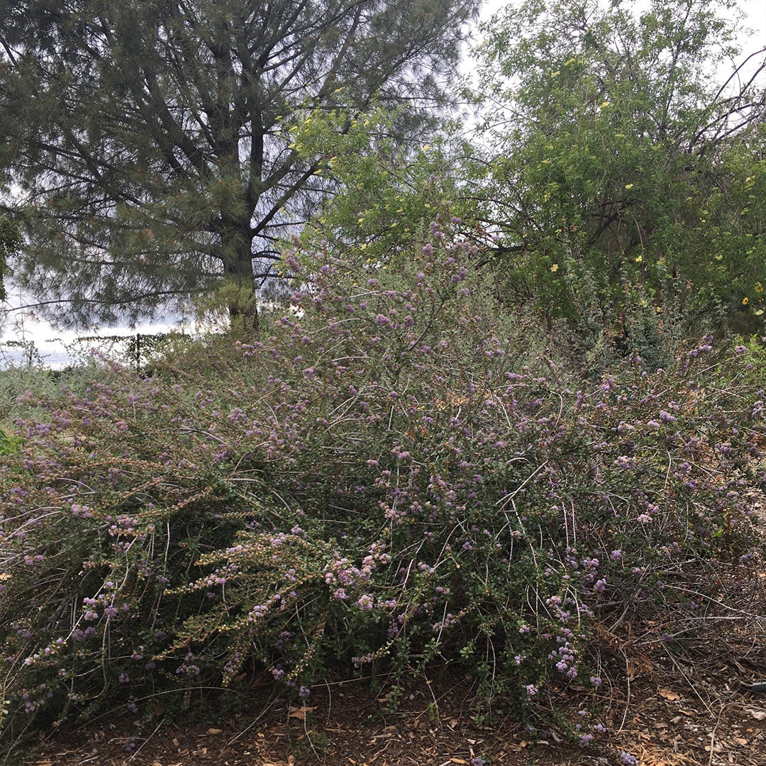 Ceanothus_Blue_Jeans-2_9d3f75c4-fdbd-4320-bc6e-3813bf794b40.jpg