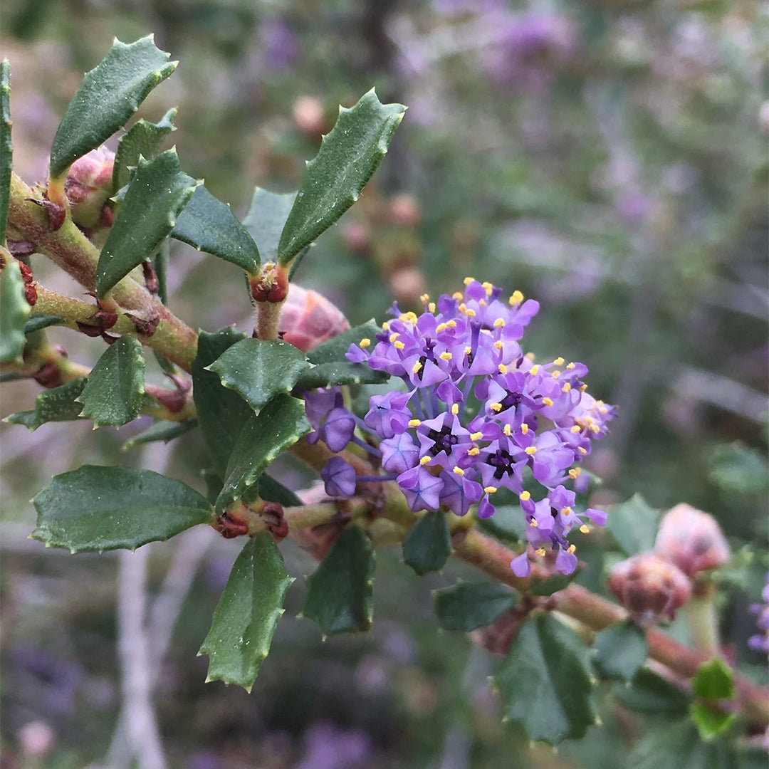 Ceanothus_Blue_Jeans.jpg