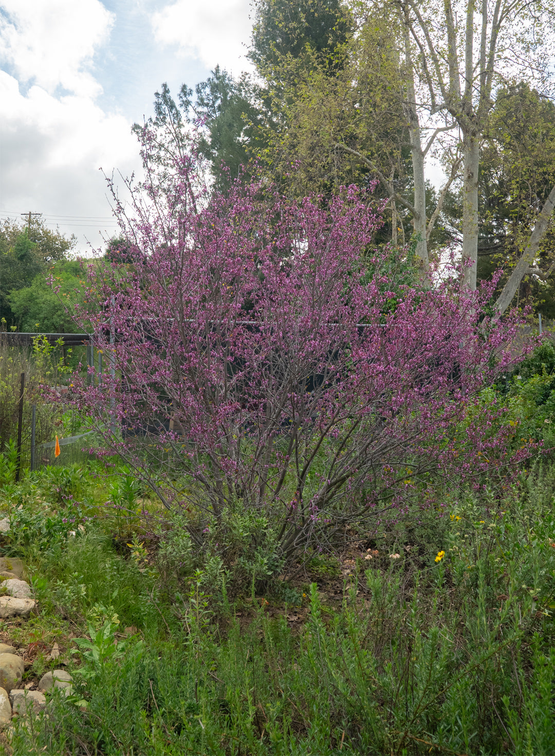 Cercis occidentalis - Western Redbud (Plant)