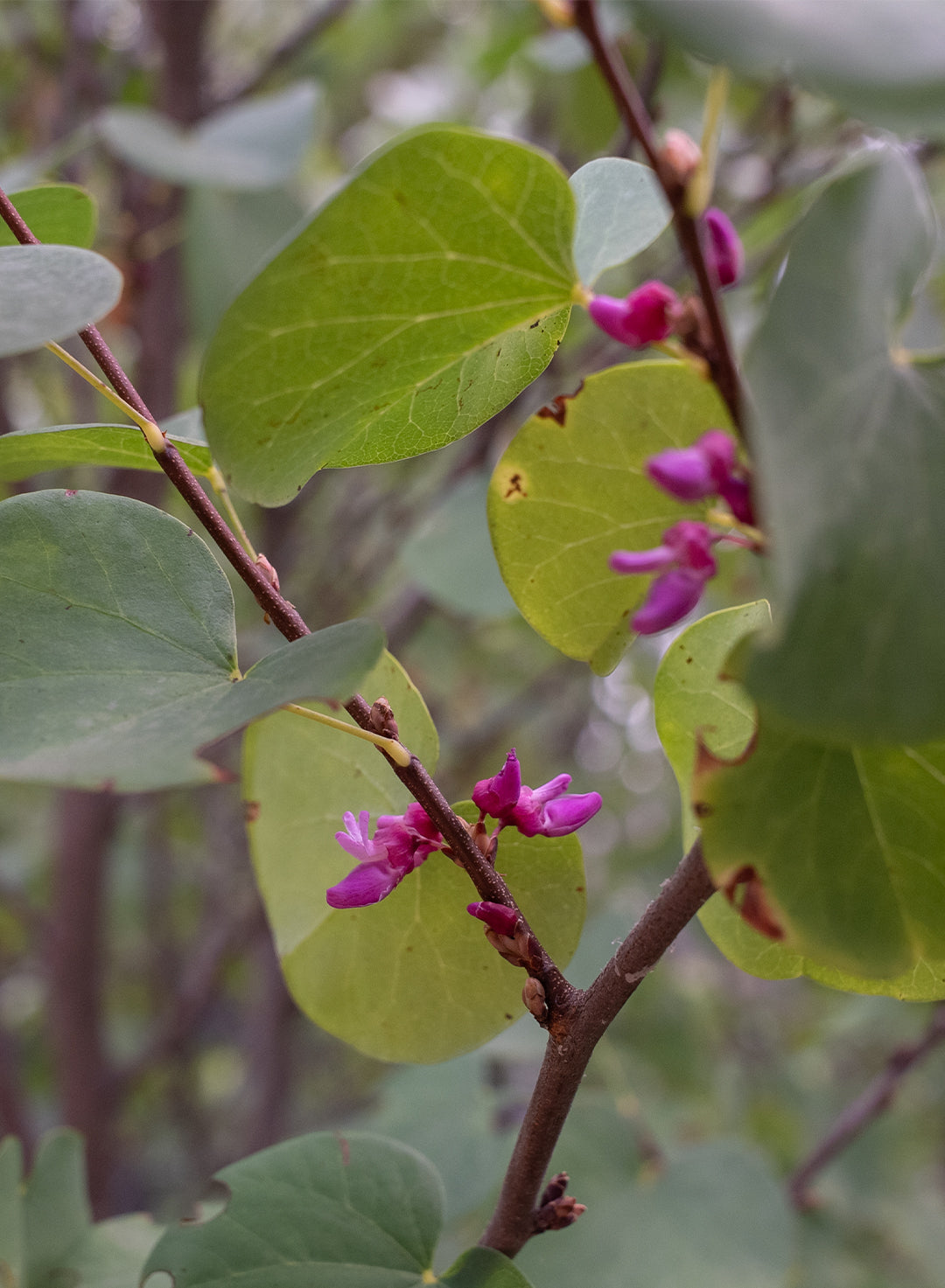 Cercis_occidentalis-3.jpg