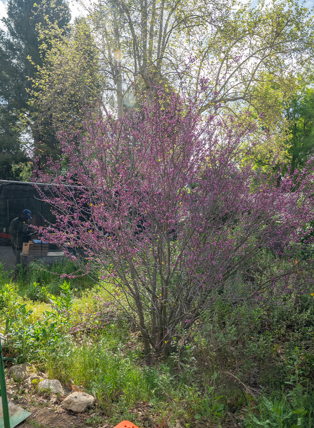 Cercis_occidentalis-4.jpg