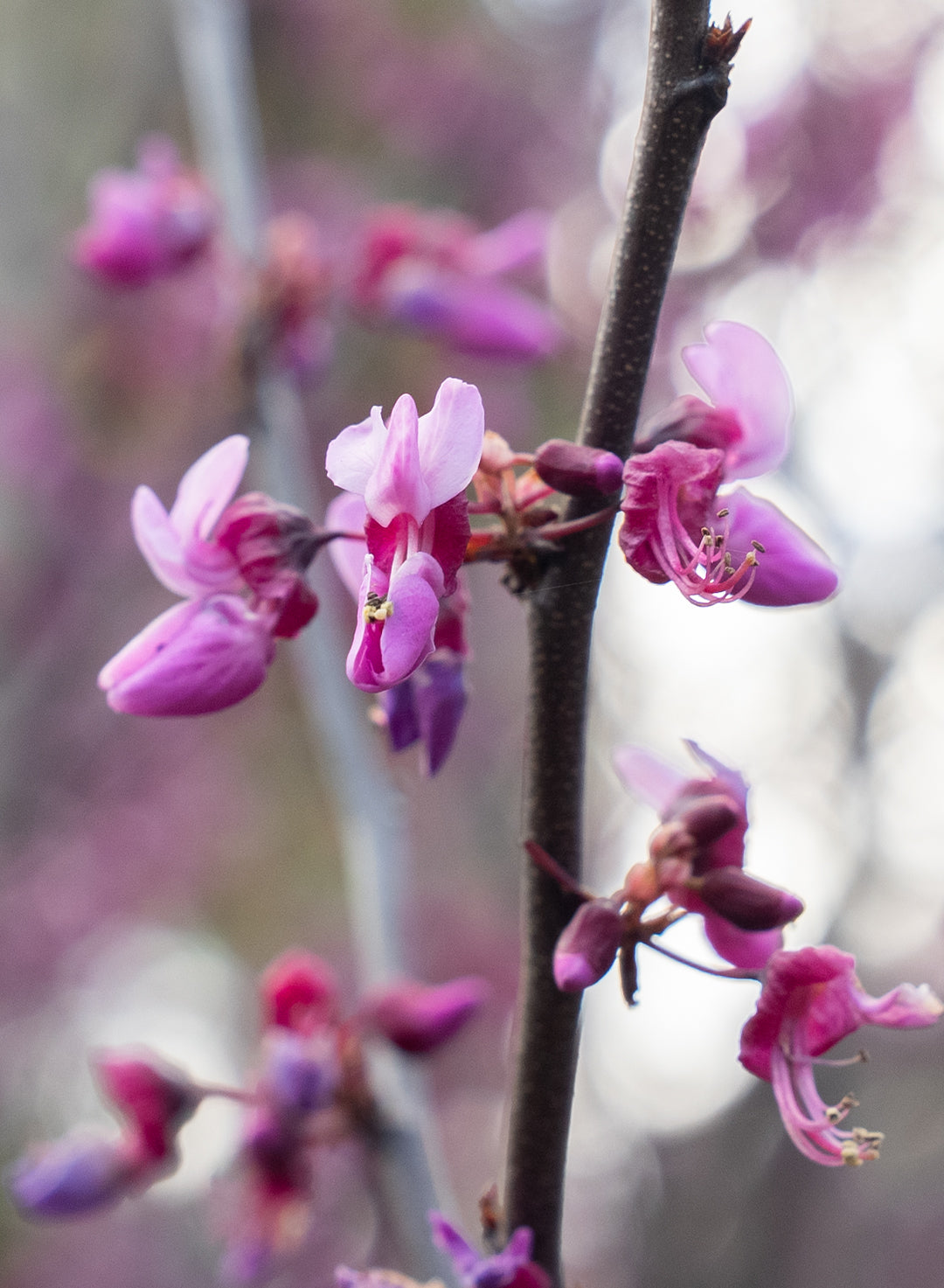 Cercis occidentalis - Western Redbud (Plant)