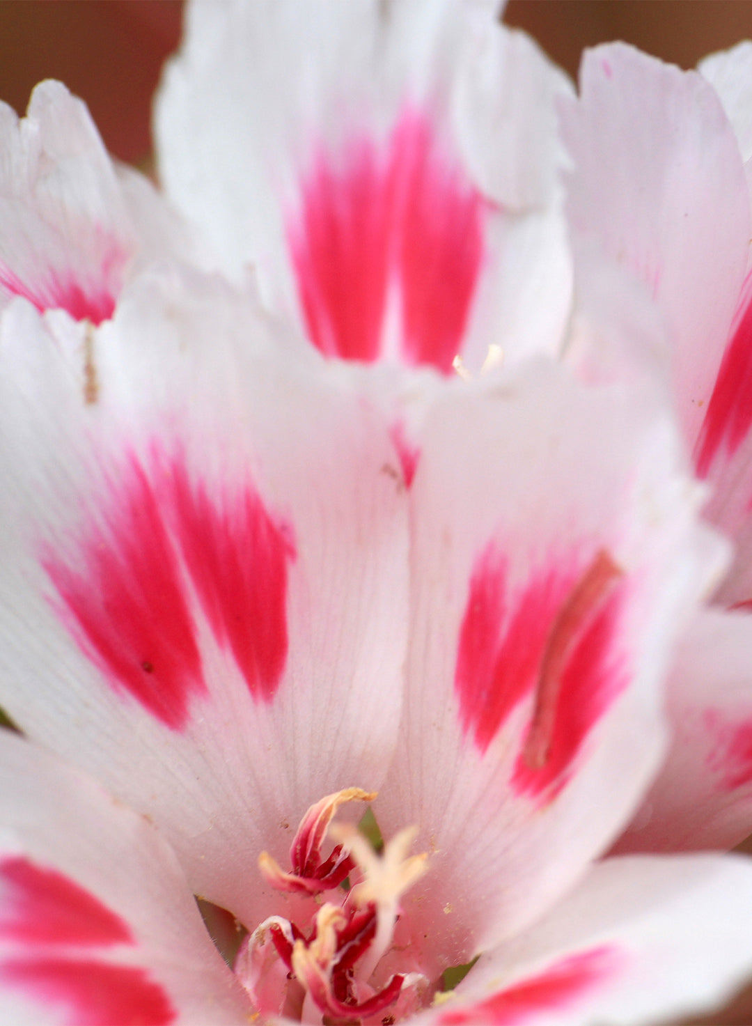 Clarkia amoena - Farewell to Spring (Plant)