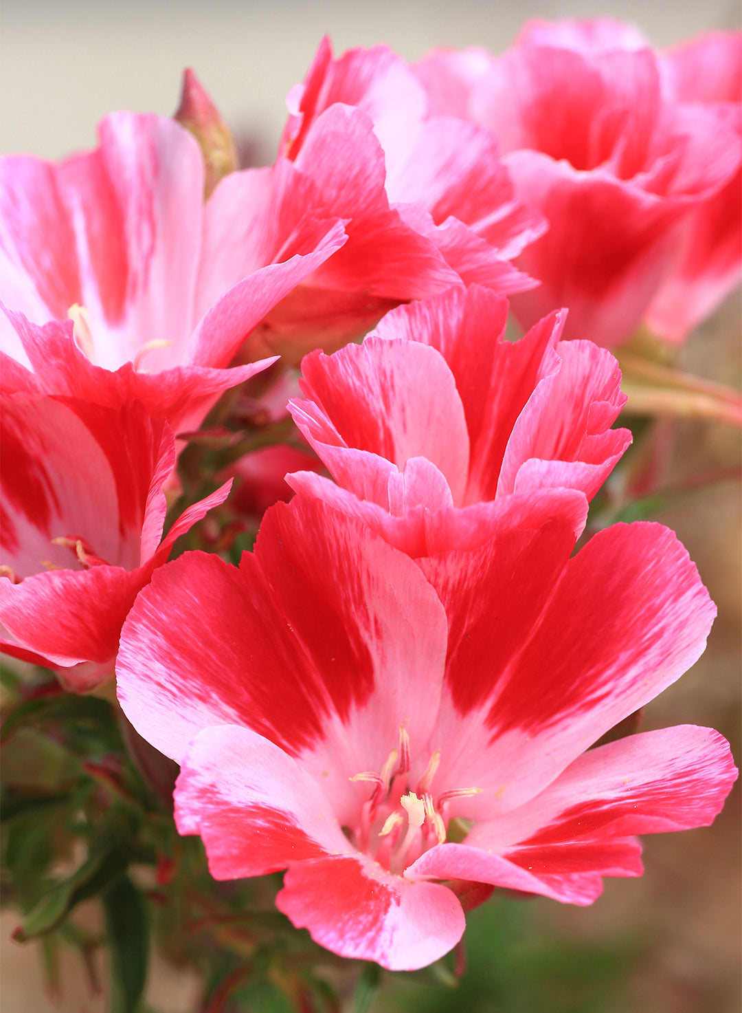 Clarkia amoena - Farewell to Spring (Plant)