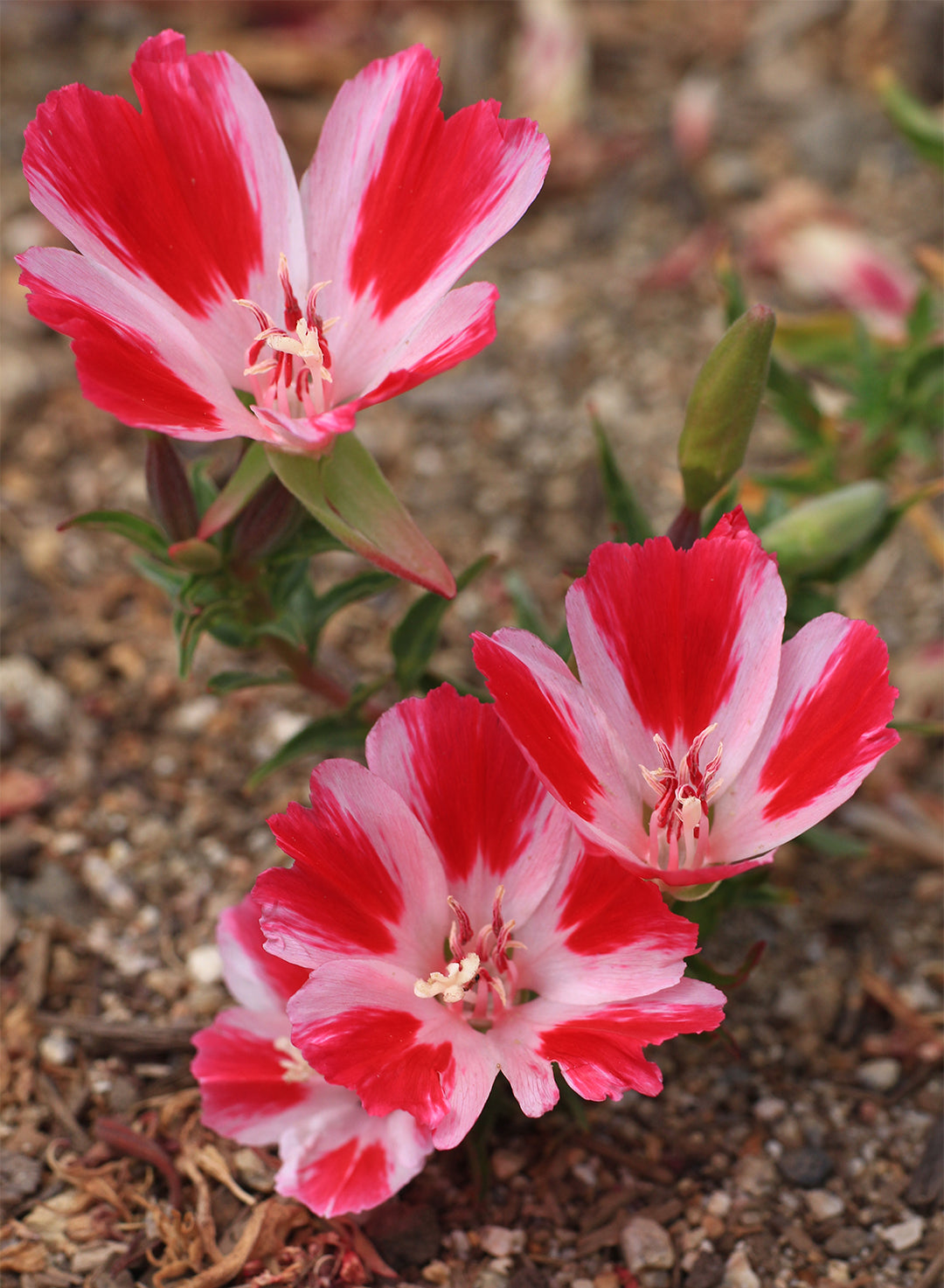 Clarkia amoena - Farewell to Spring (Plant)