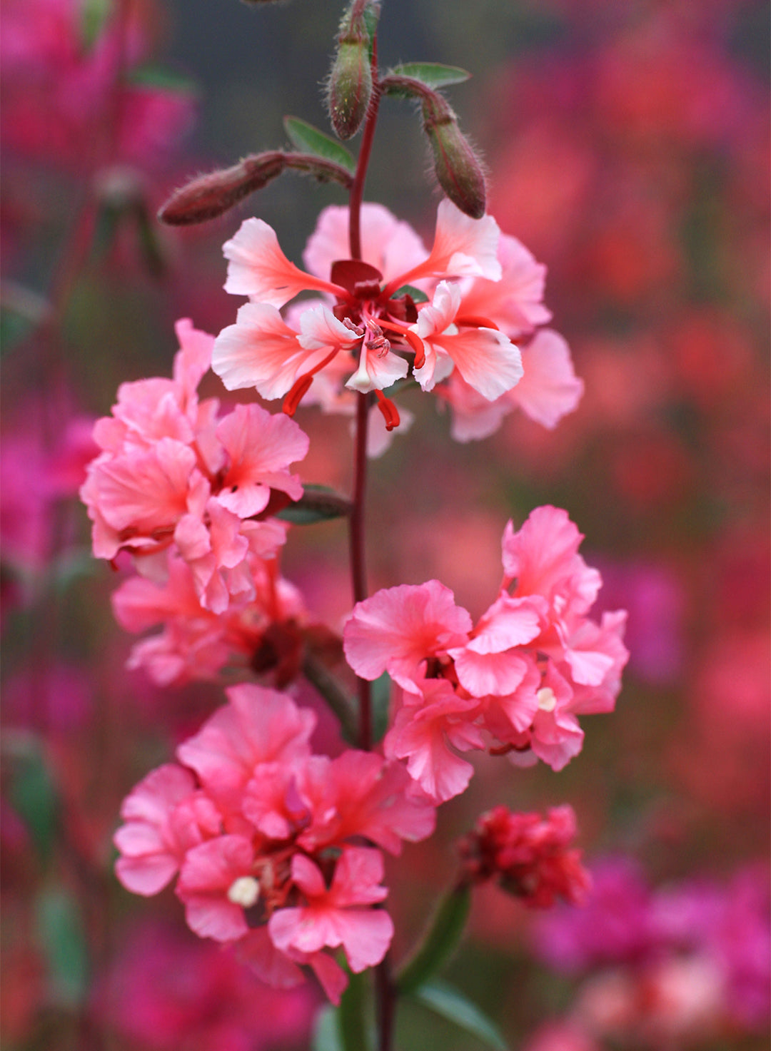 Clarkia unguiculata - Elegant Clarkia (Plant)