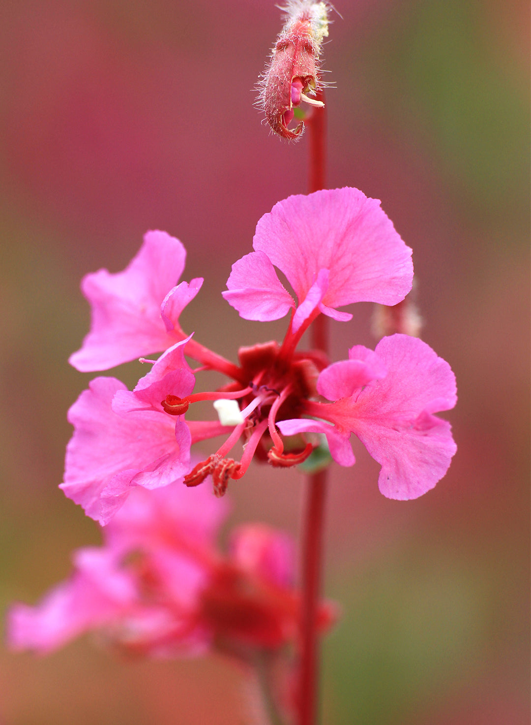 Clarkia unguiculata - Elegant Clarkia (Seed)