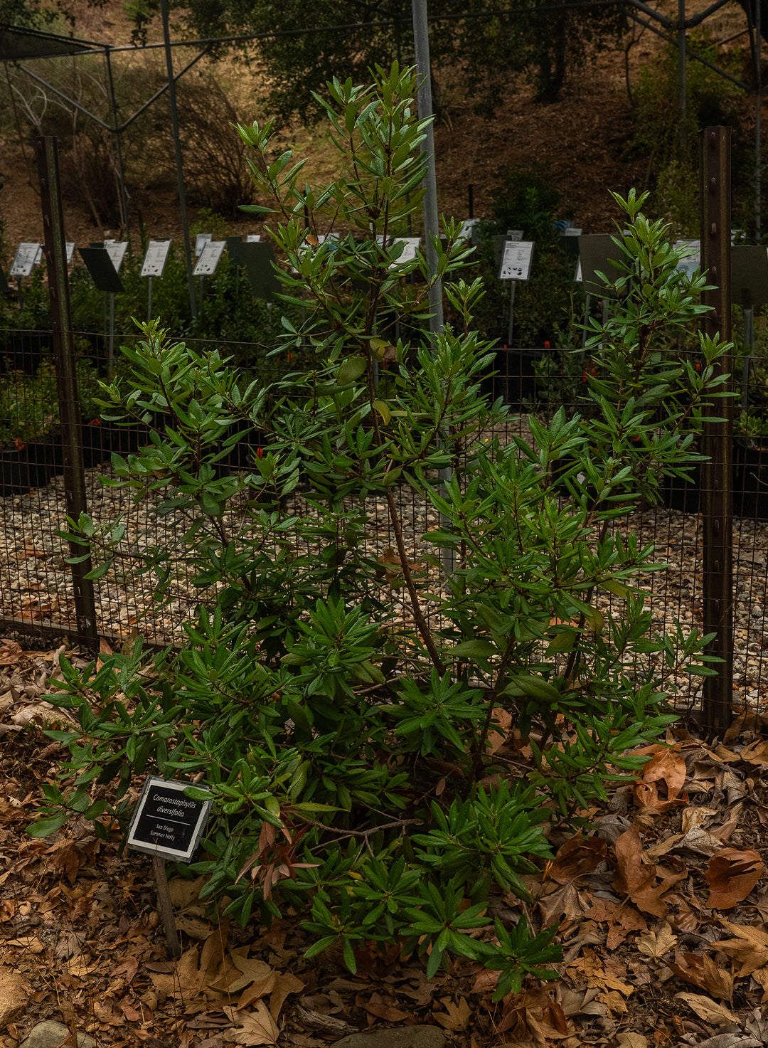 Comarostaphylis diversifolia ssp. diversifolia - Summer Holly (Plant)
