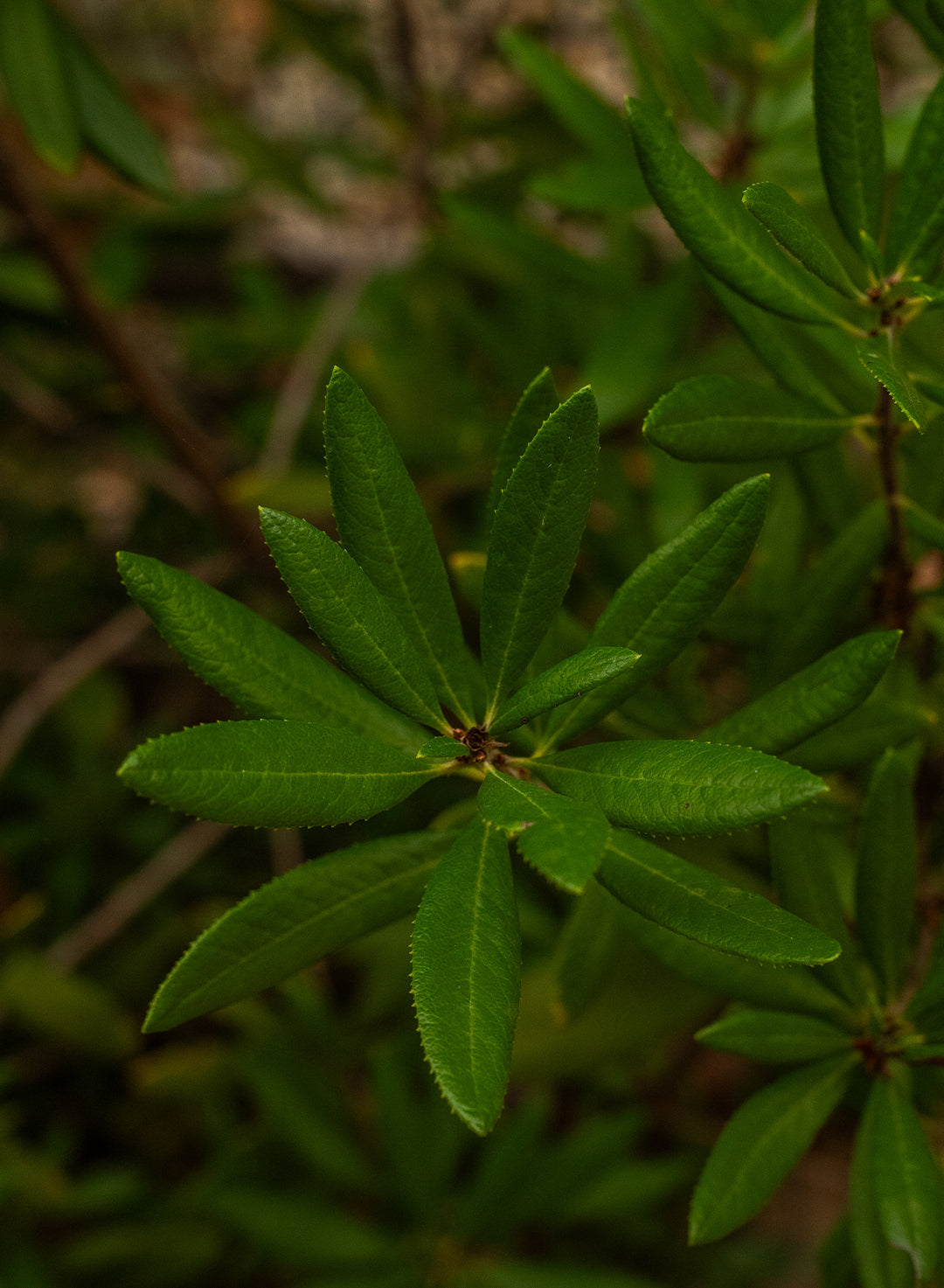 Comarostaphylis diversifolia ssp. diversifolia - Summer Holly (Plant)