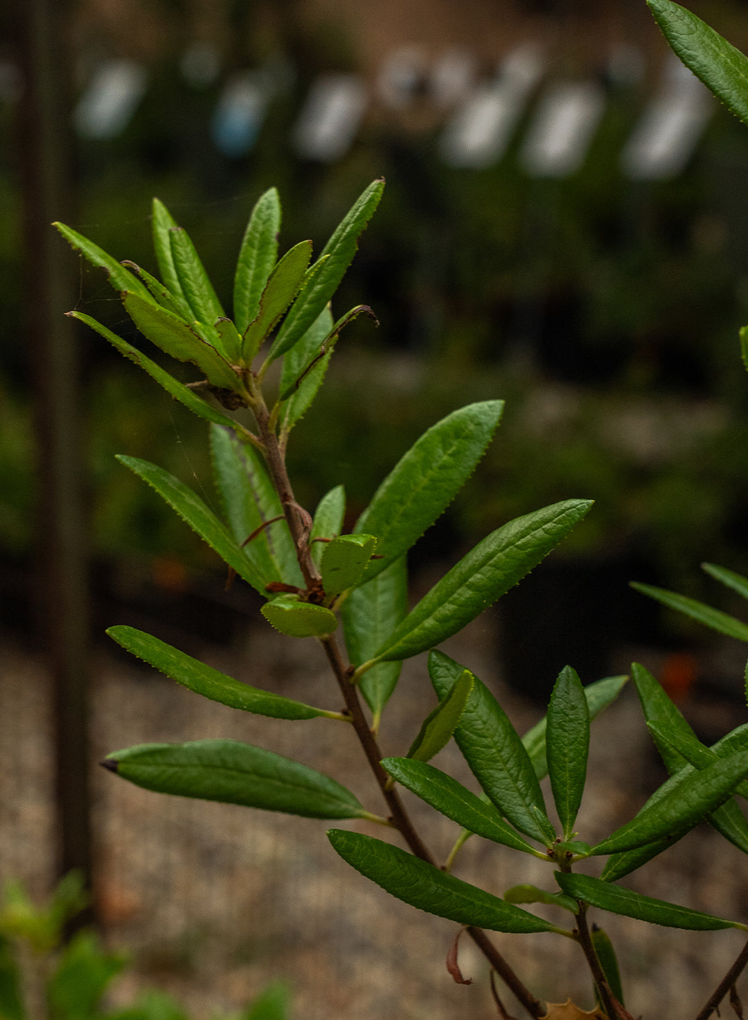 Comarostaphylis diversifolia ssp. diversifolia - Summer Holly (Plant)