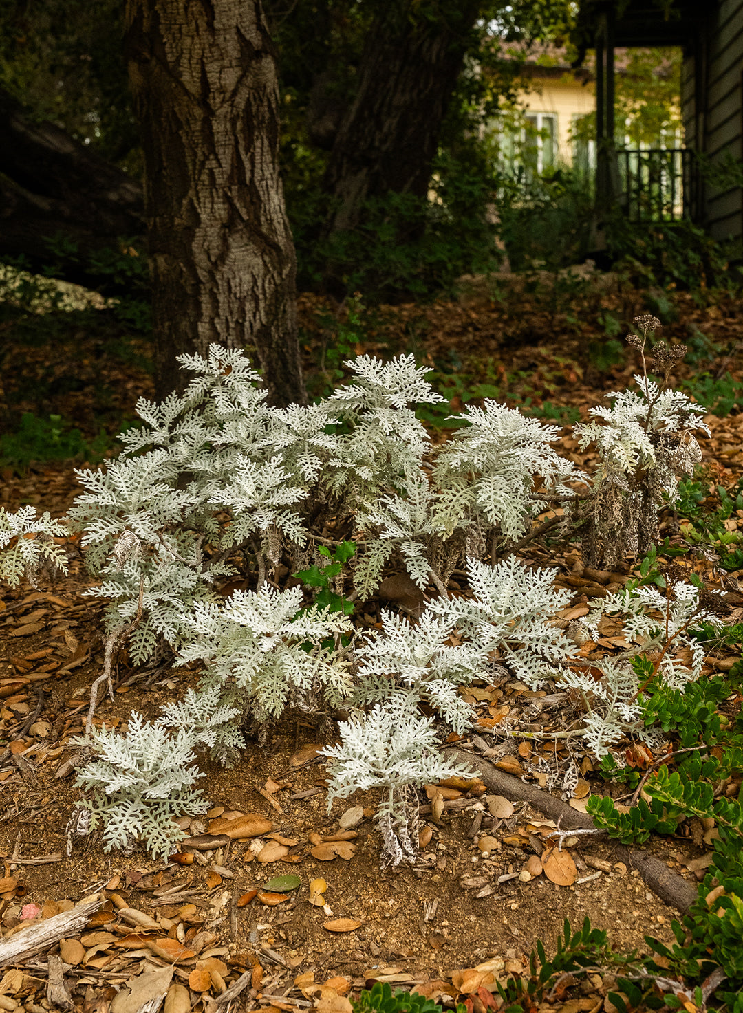 Constancea nevinii - Catalina Silverlace, Nevin's Woolly Sunflower (Plant)